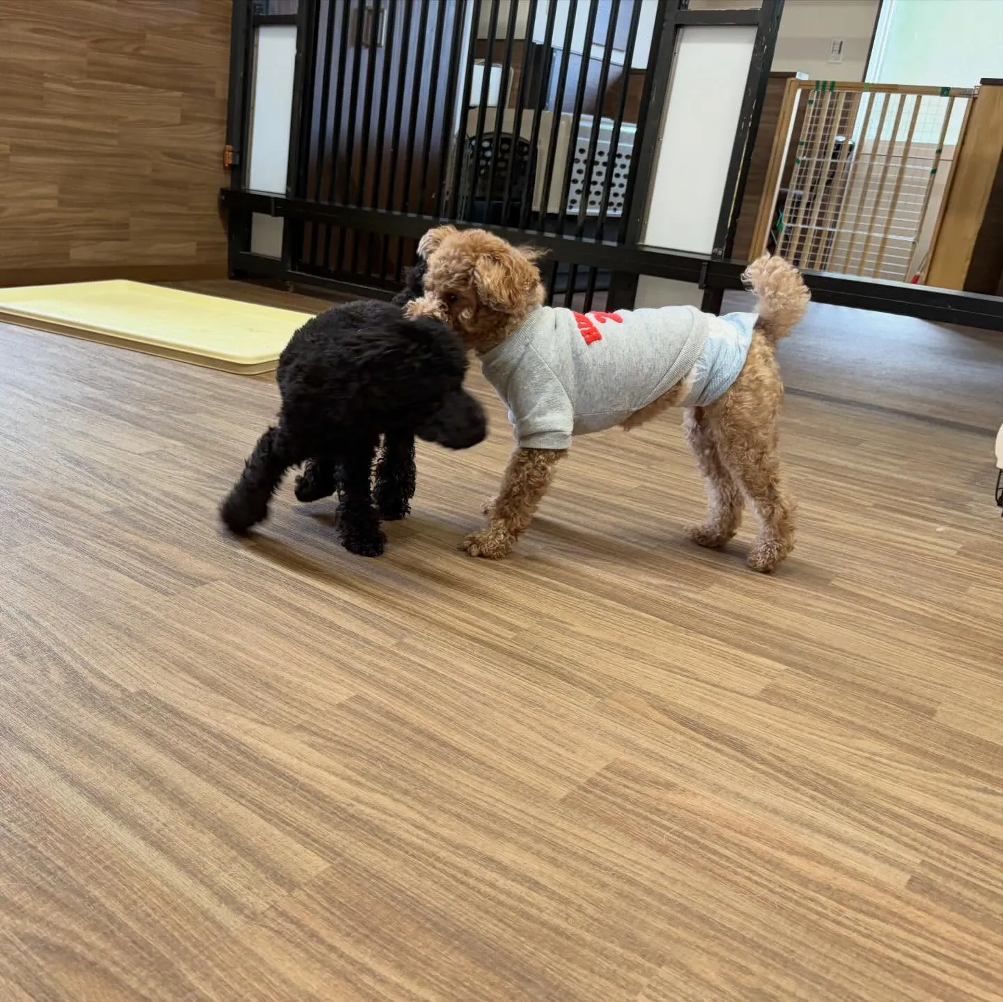 入会してくれたノアちゃんです💖