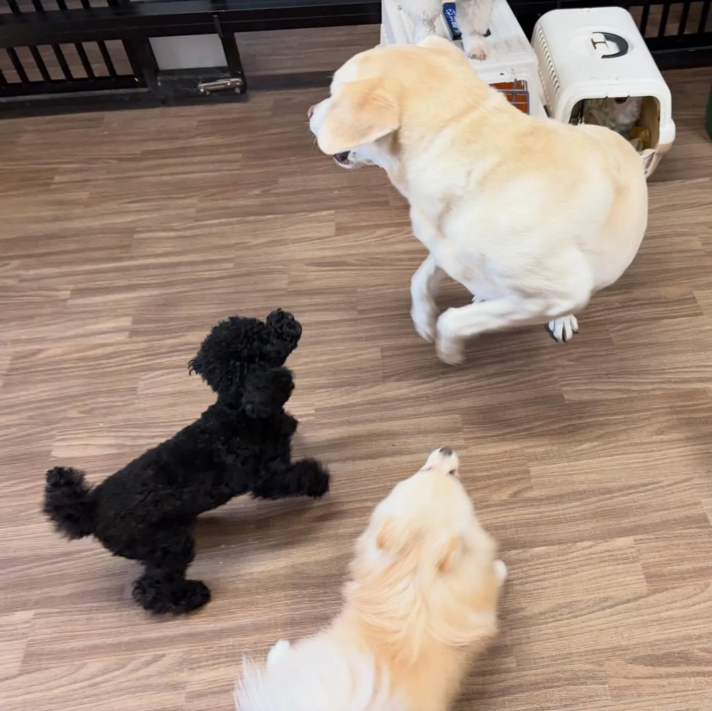 入会してくれたノアちゃんです💖