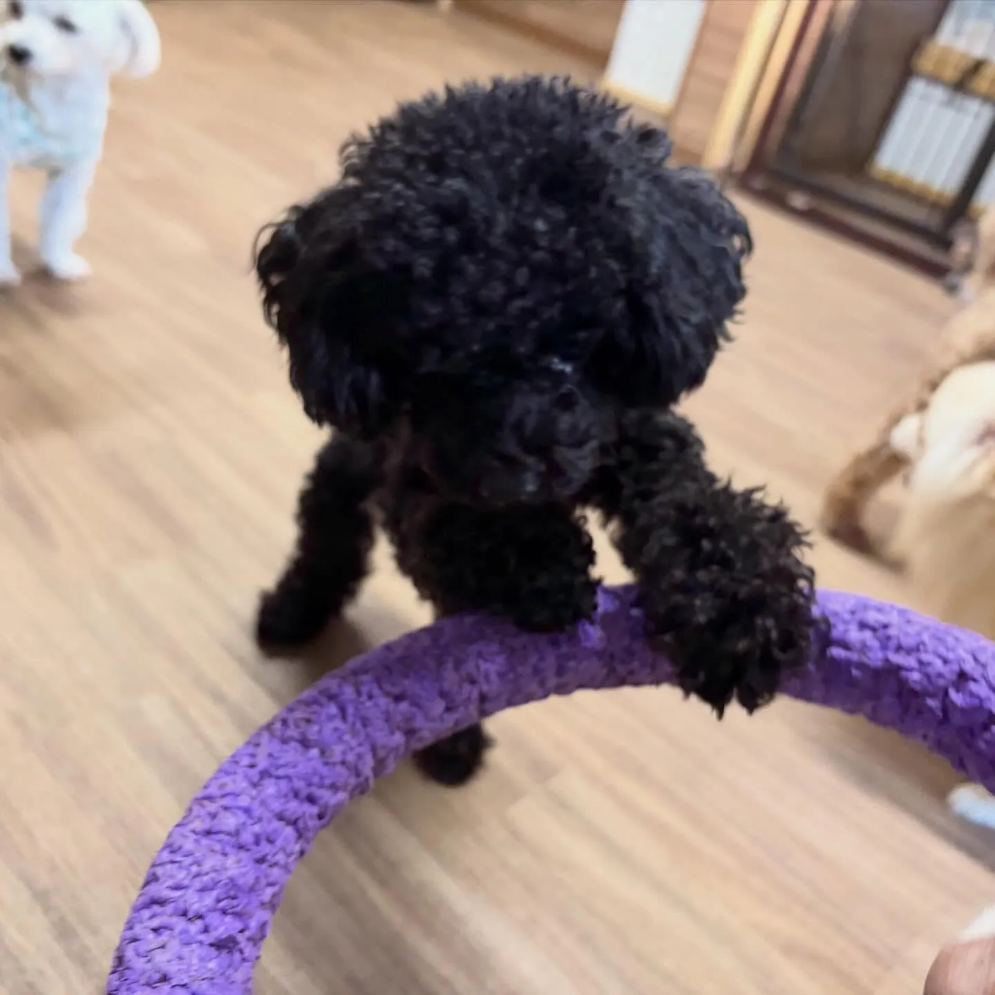 入会してくれたノアちゃんです💖