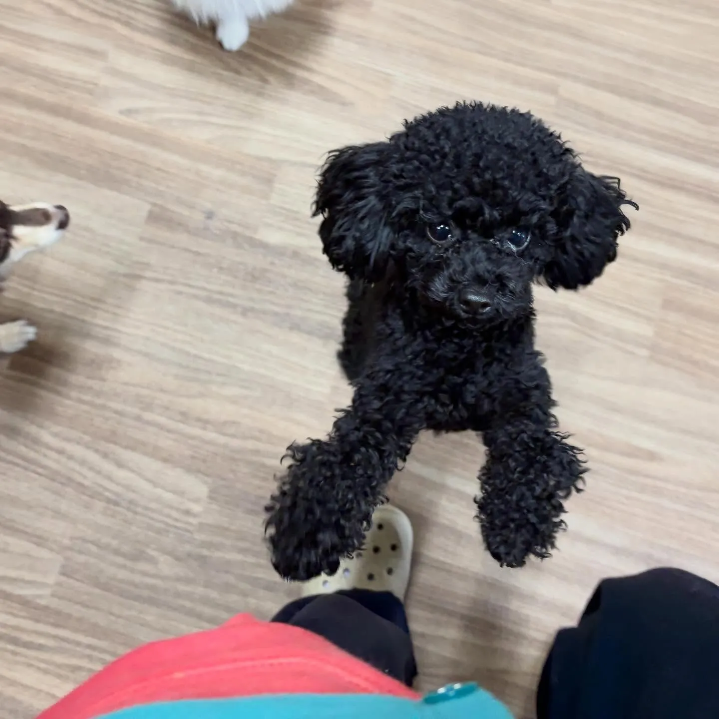 入会してくれたノアちゃんです💖