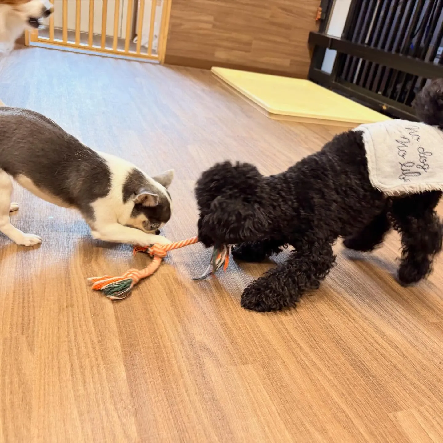 入会してくれたノアちゃんです💖