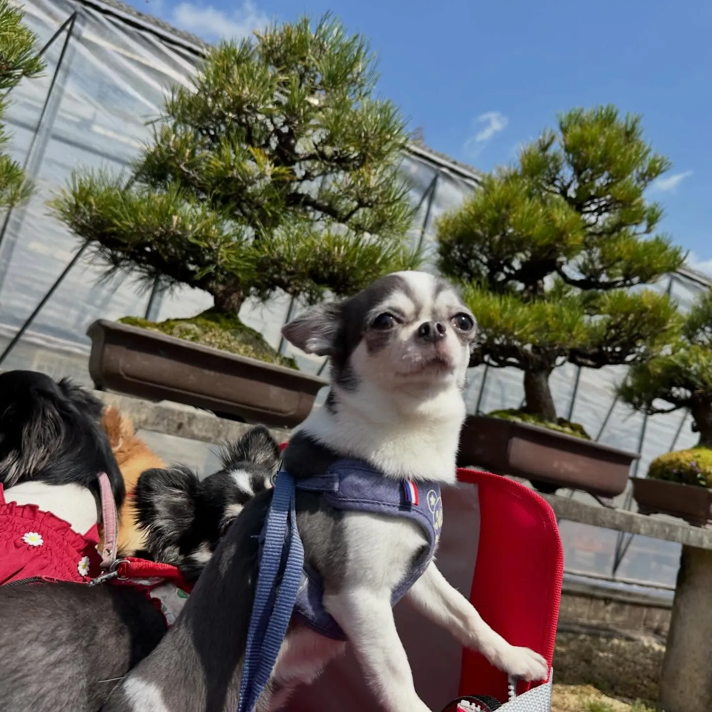 【春の遠足イベント 25日予約受付終了のお知らせ】