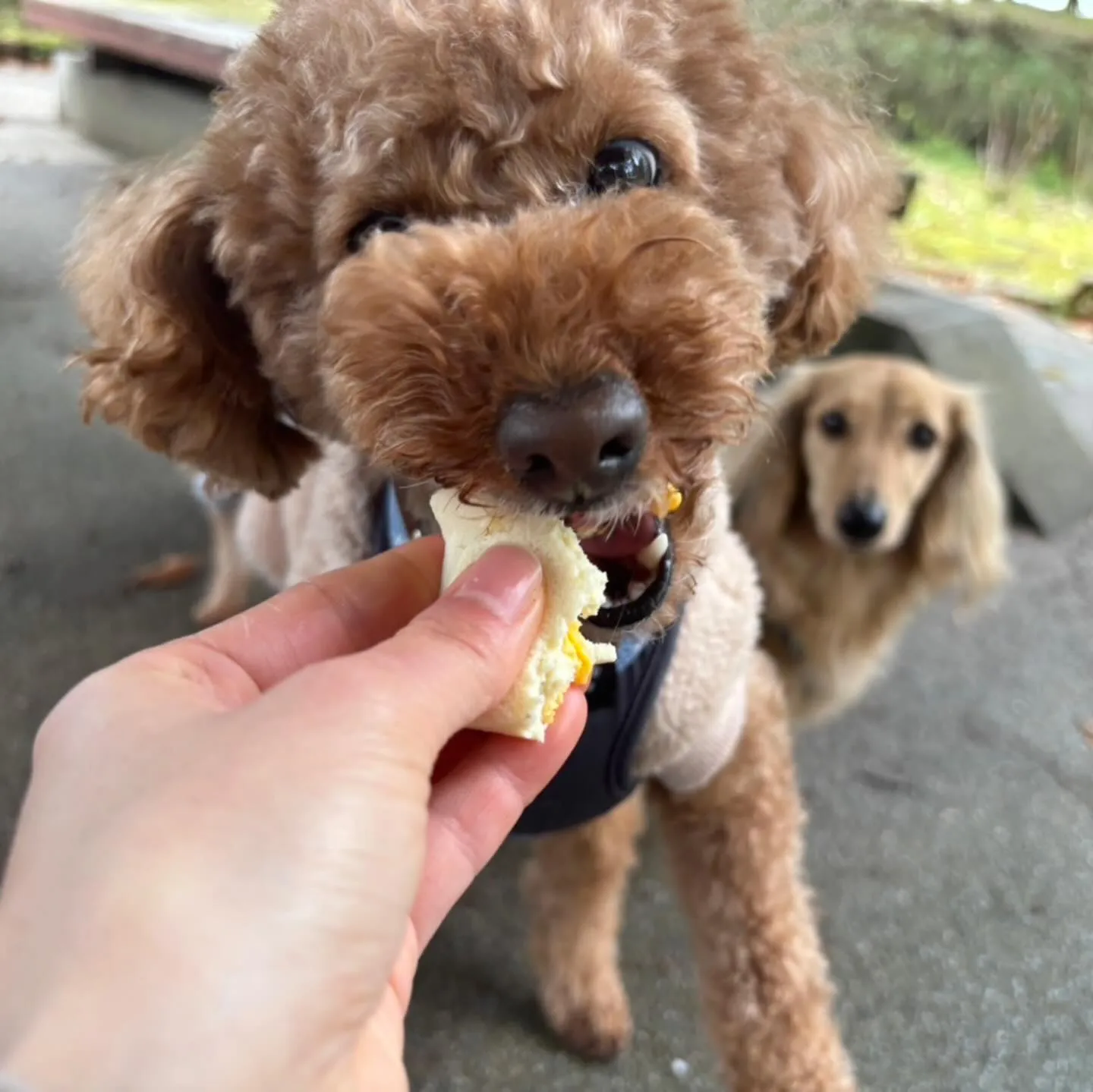 【春の遠足イベント 25日予約受付終了のお知らせ】