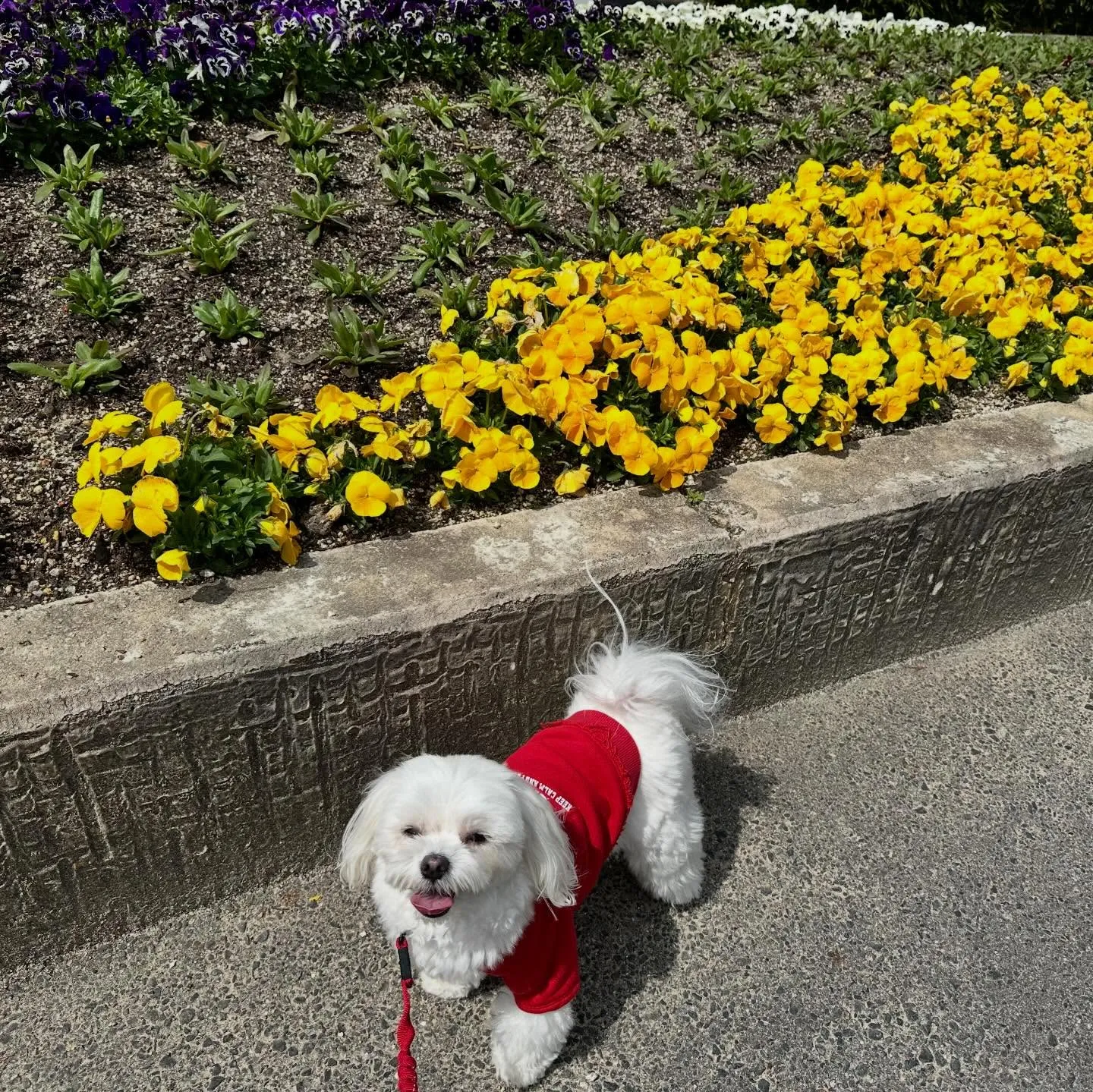 【春の遠足イベント 25日予約受付終了のお知らせ】