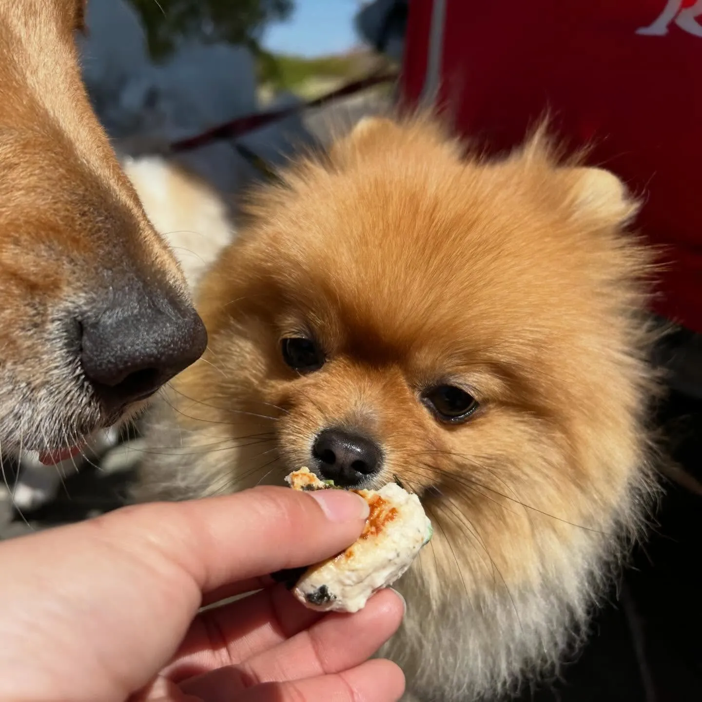 【春の遠足イベント 予約受付終了のお知らせ】