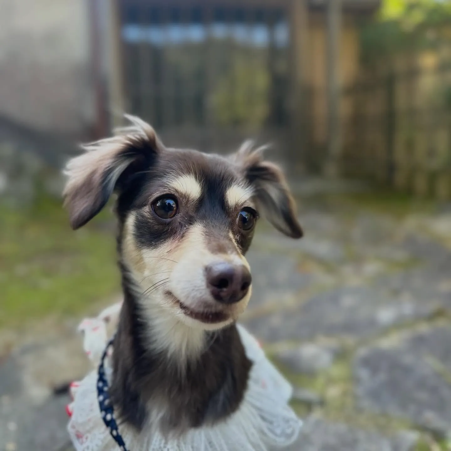 【春の遠足イベント 予約受付終了のお知らせ】