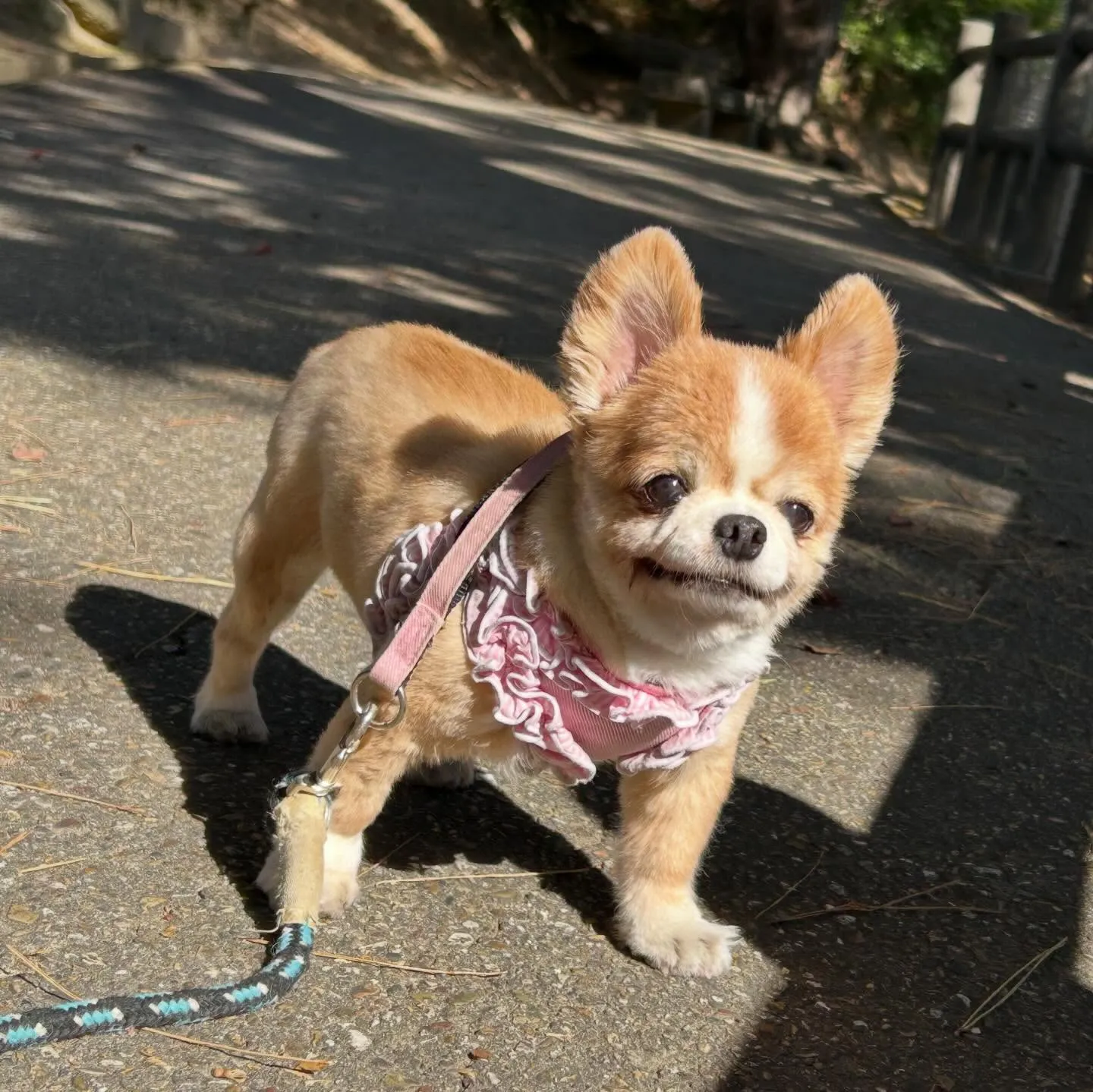 【春の遠足イベント 予約受付終了のお知らせ】