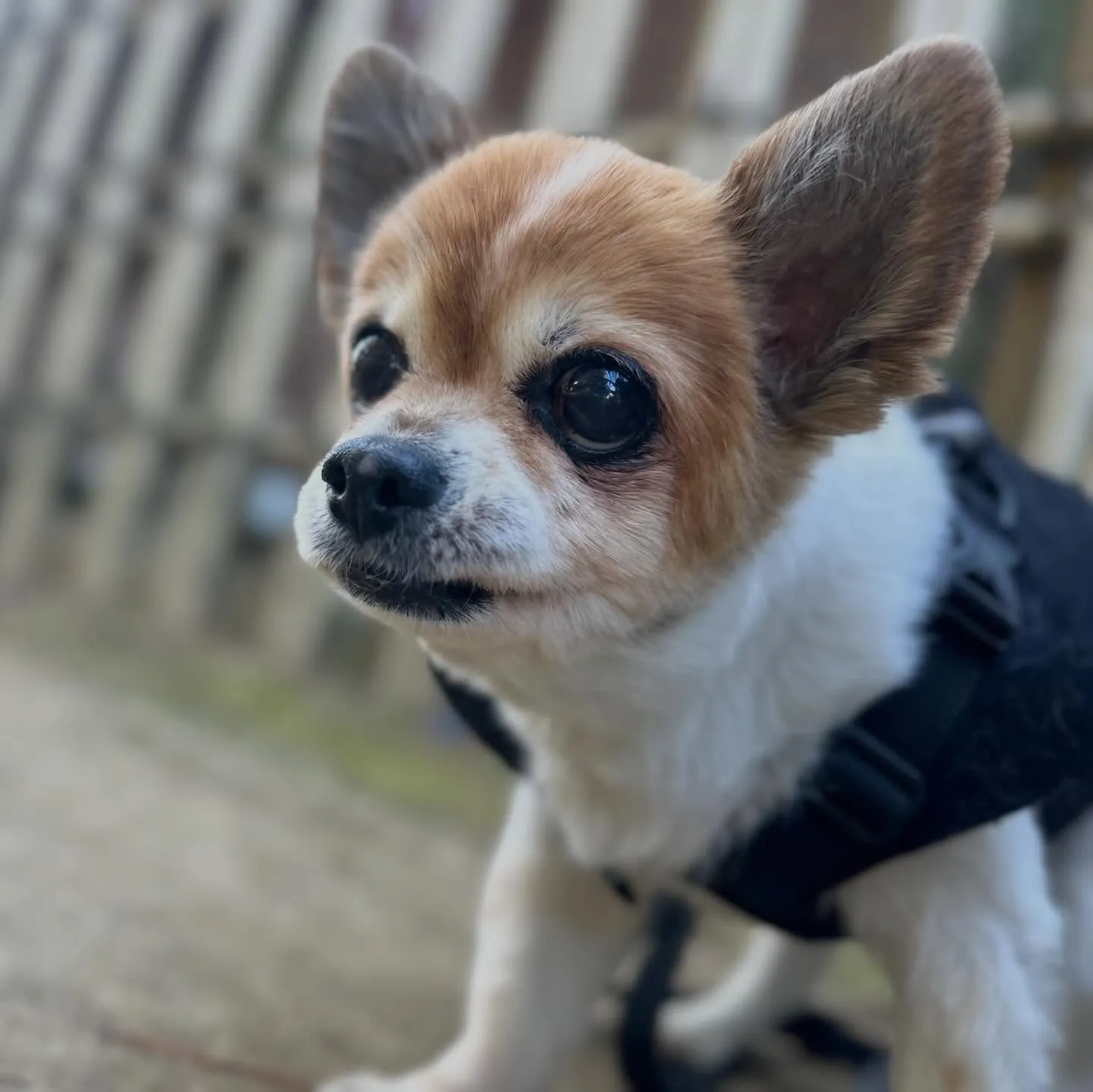 【春の遠足イベント 予約受付終了のお知らせ】