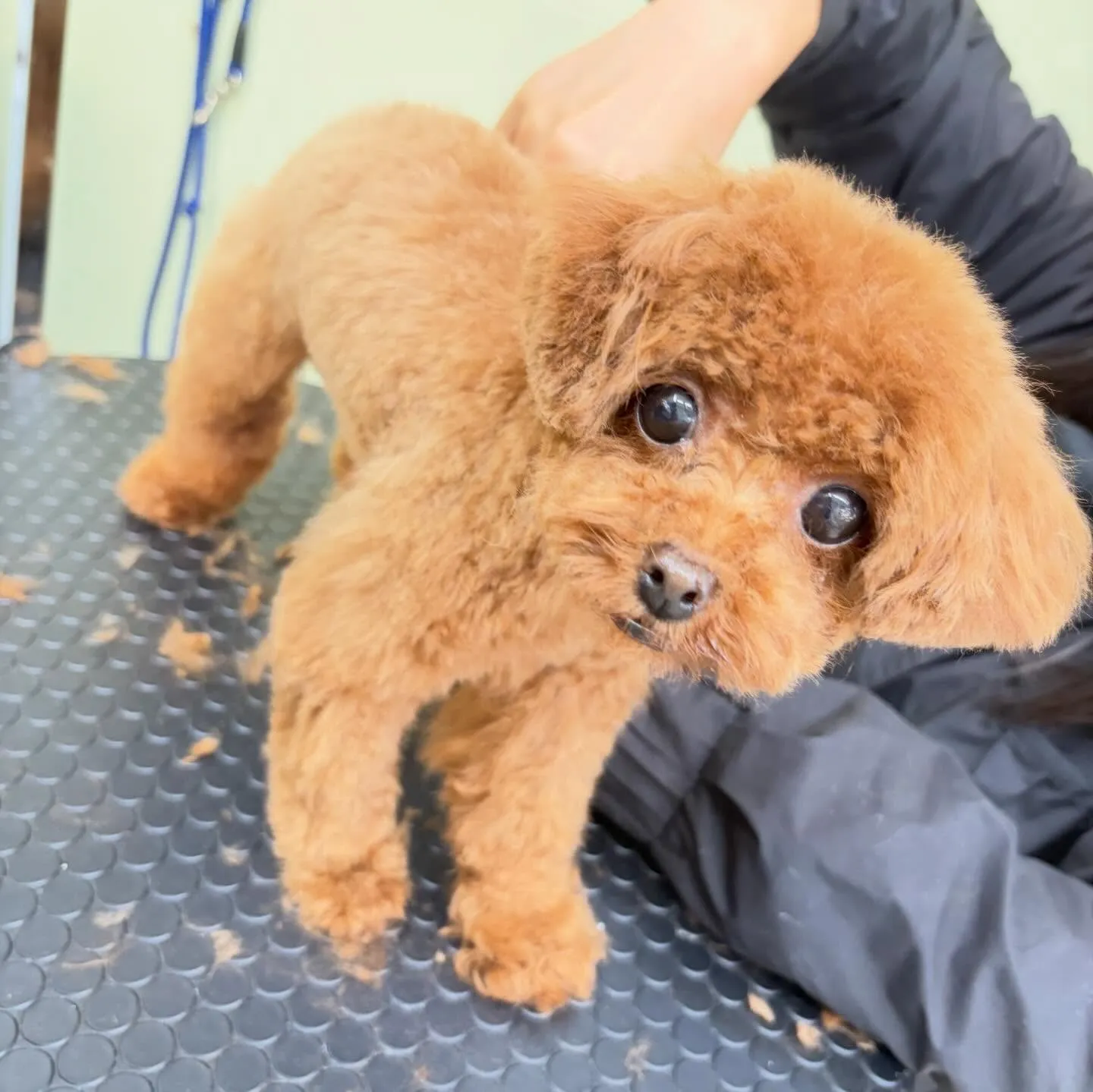 トリミングのセットメニューに来てくれたわんこたちです🎶