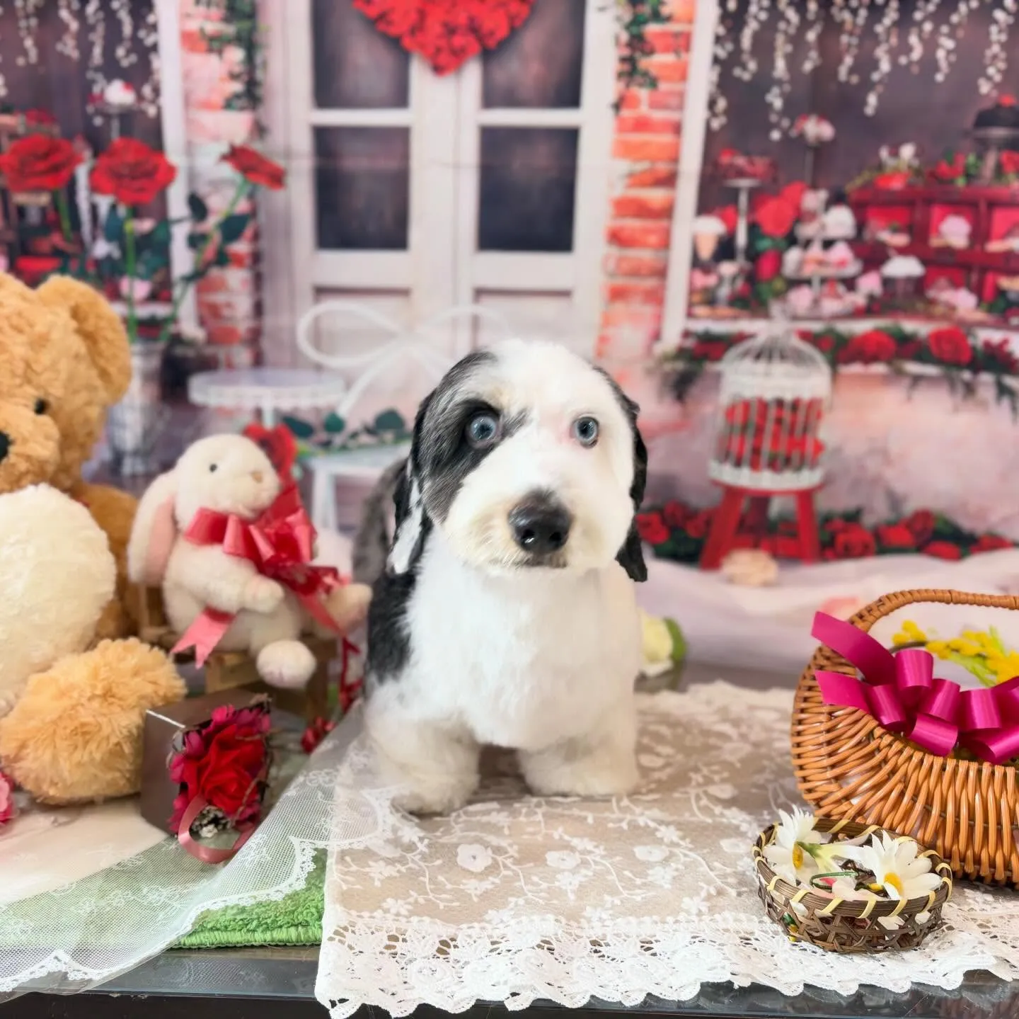 トリミングのセットメニューに来てくれたわんこたちです🎶