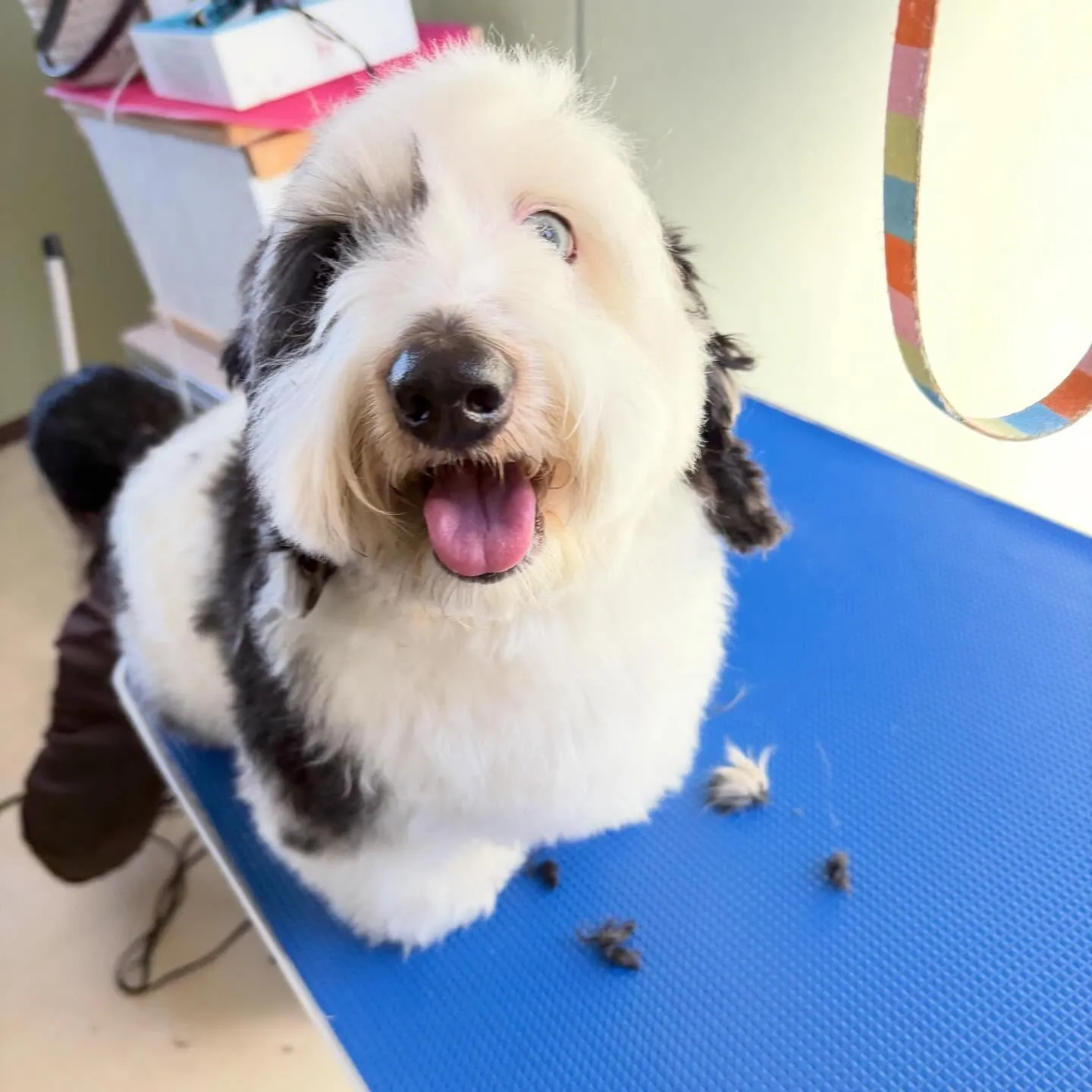 トリミングのセットメニューに来てくれたわんこたちです🎶