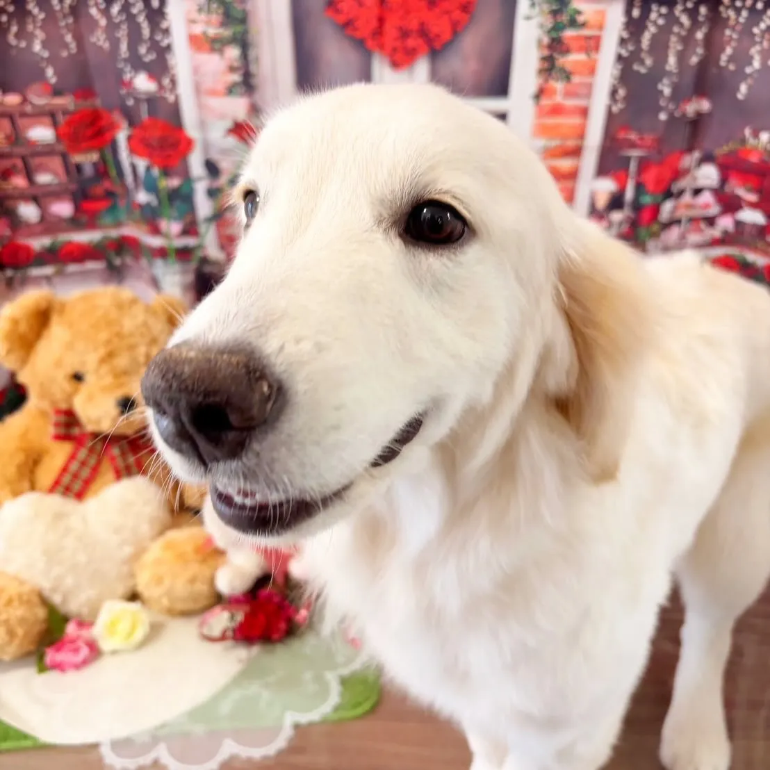 トリミングのセットメニューに来てくれたわんこたちです🎶