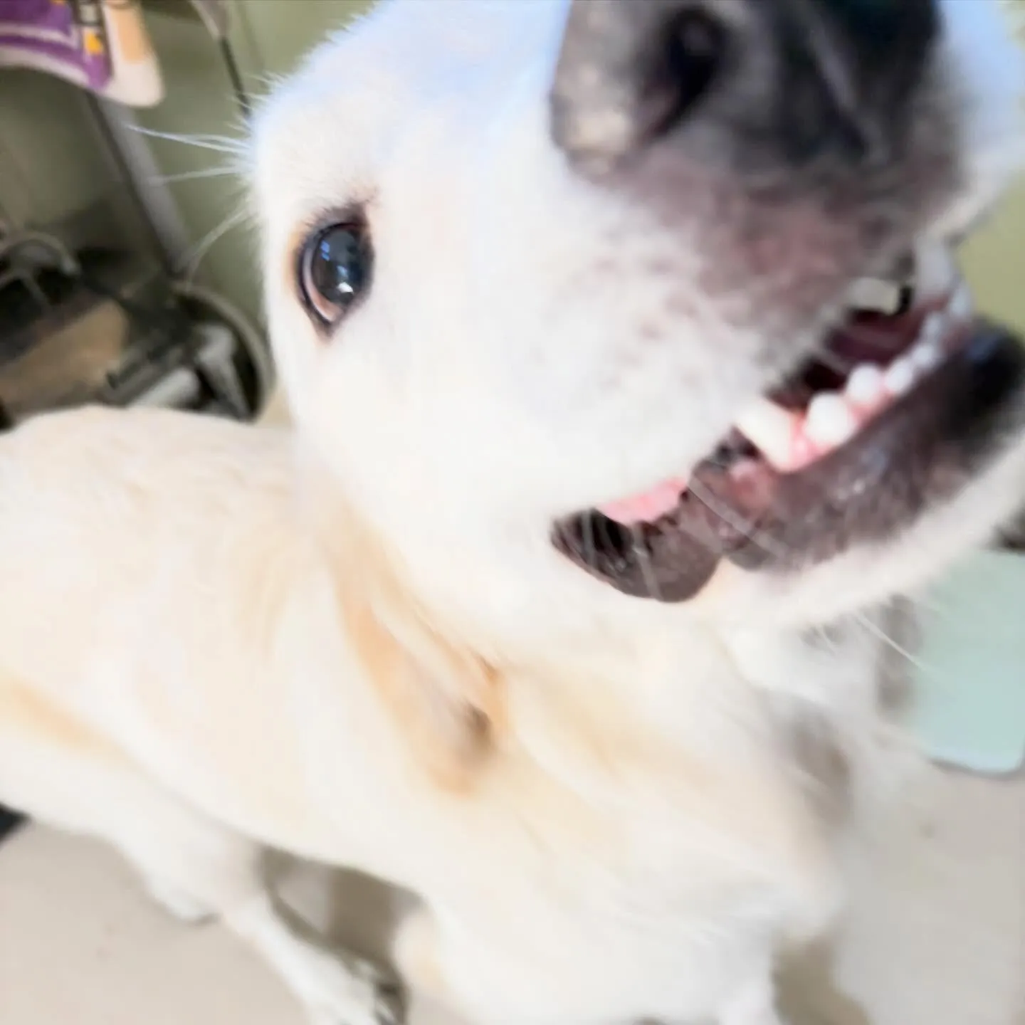 トリミングのセットメニューに来てくれたわんこたちです🎶