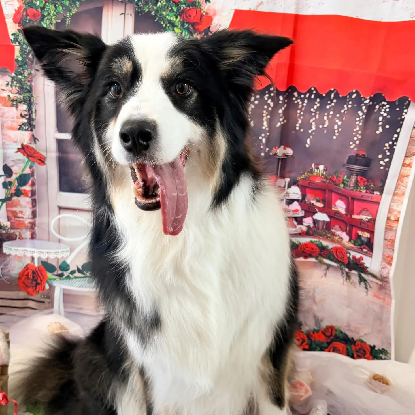 トリミングのセットメニューに来てくれたわんこたちです🎶