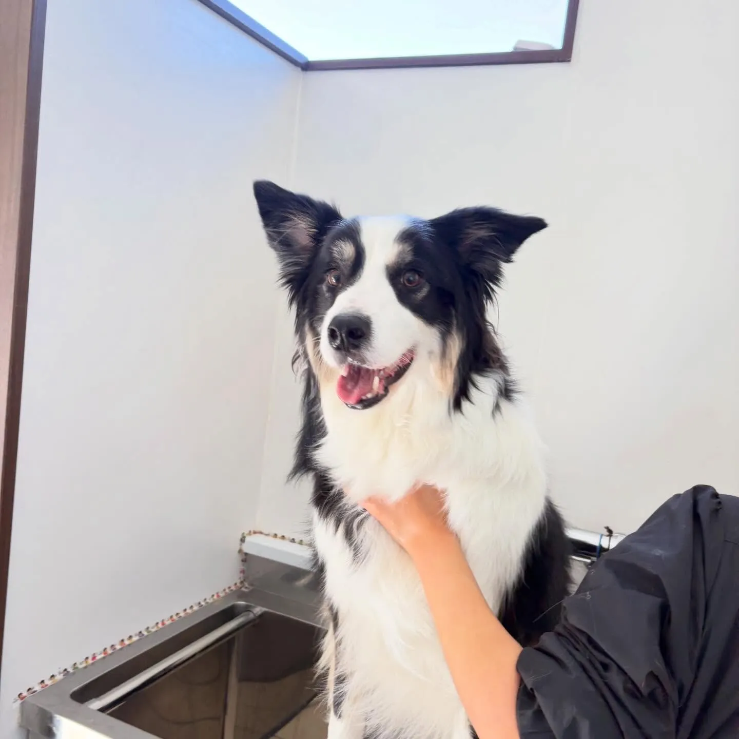 トリミングのセットメニューに来てくれたわんこたちです🎶