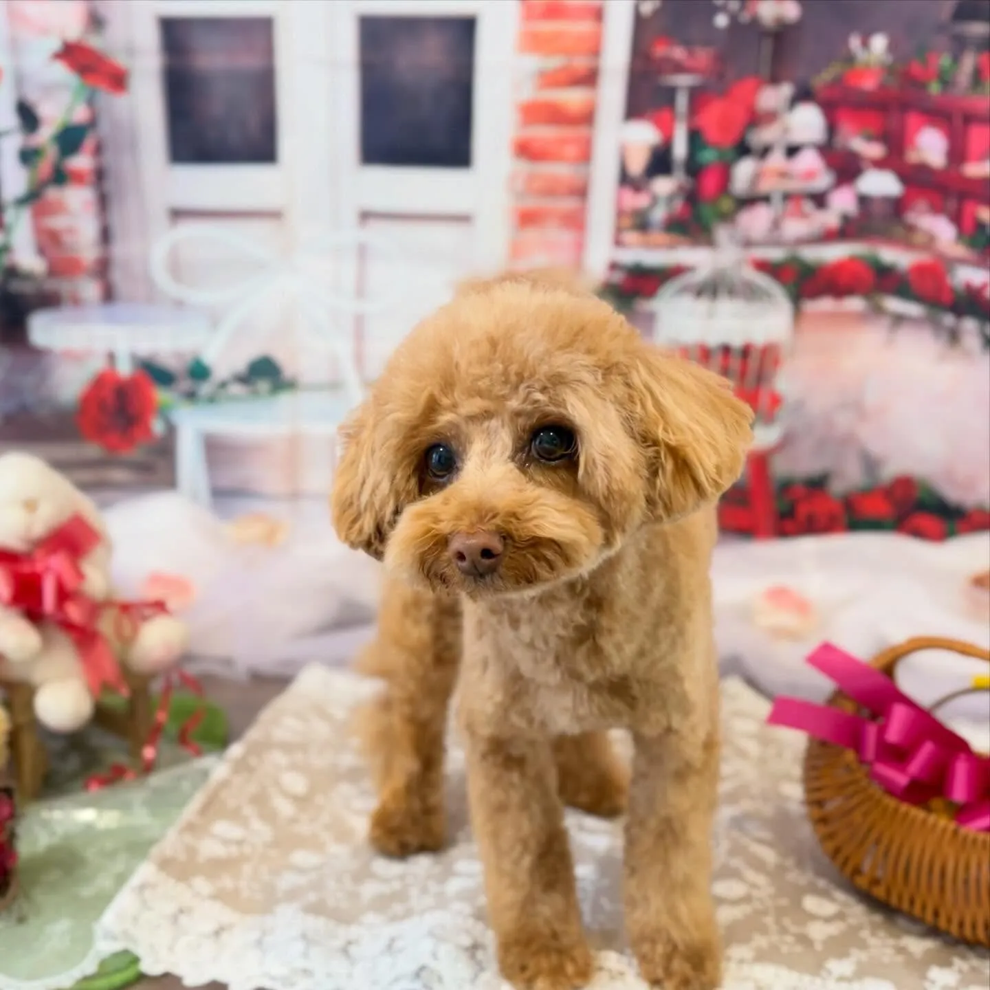 トリミングのセットメニューに来てくれたわんこたちです🎶