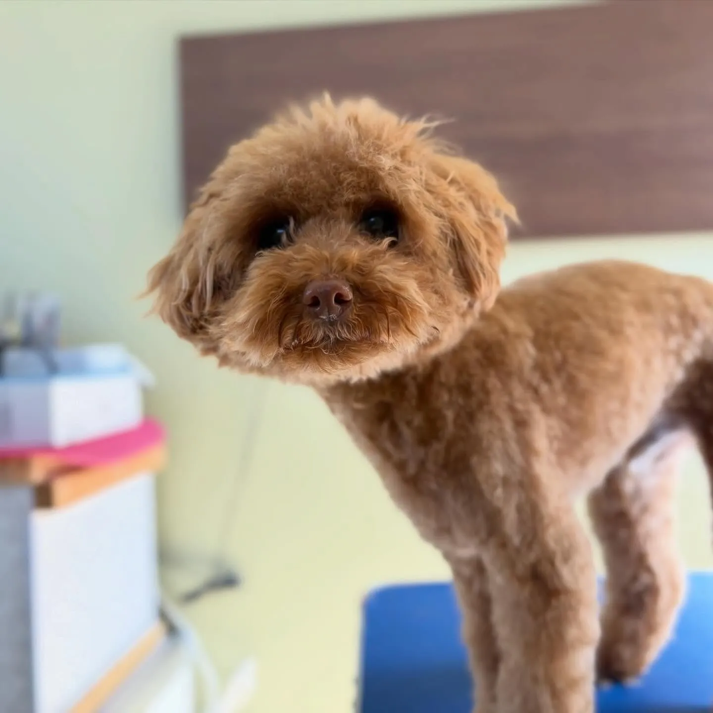 トリミングのセットメニューに来てくれたわんこたちです🎶