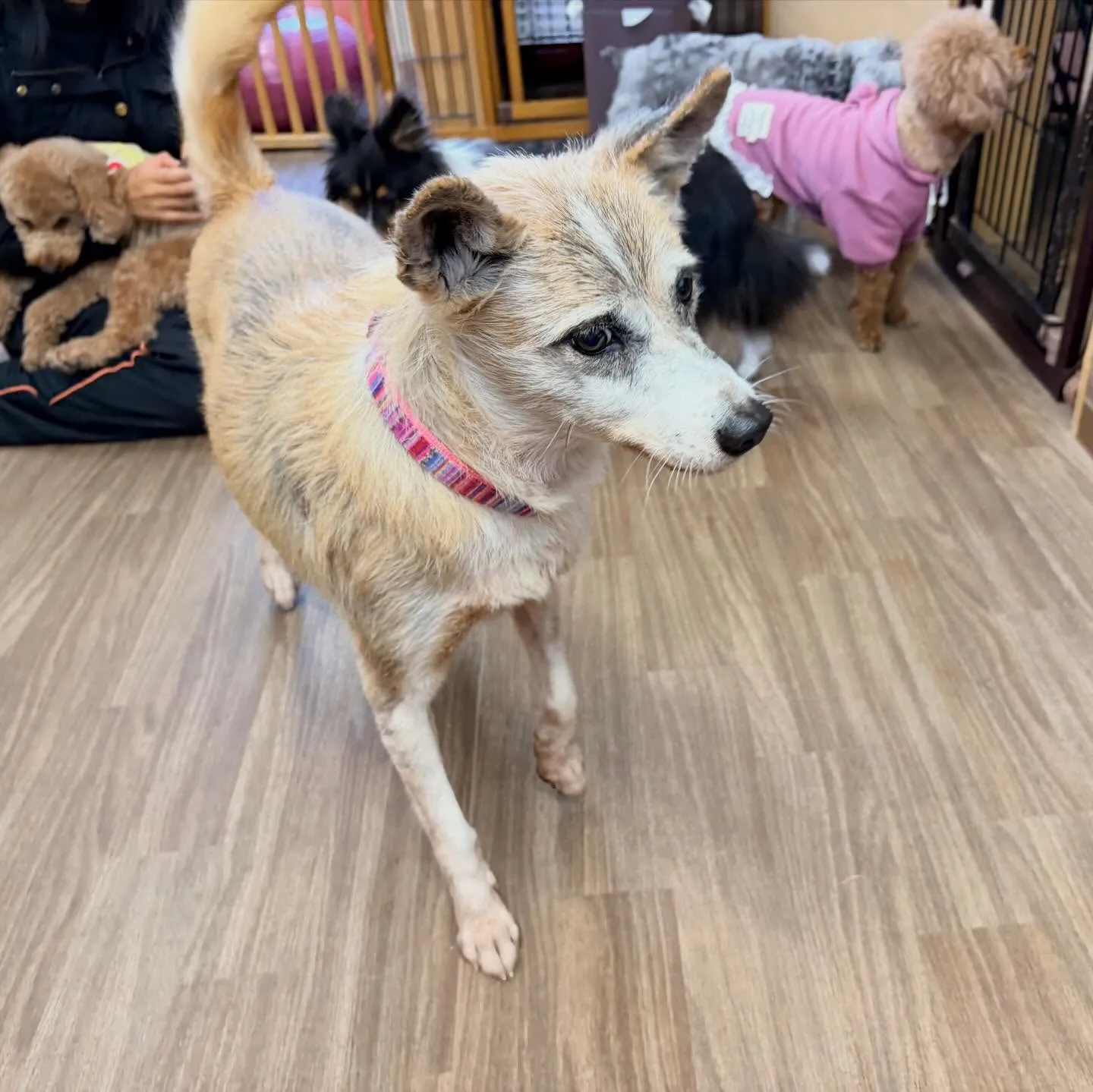 入会してくれたまりちゃんです💕