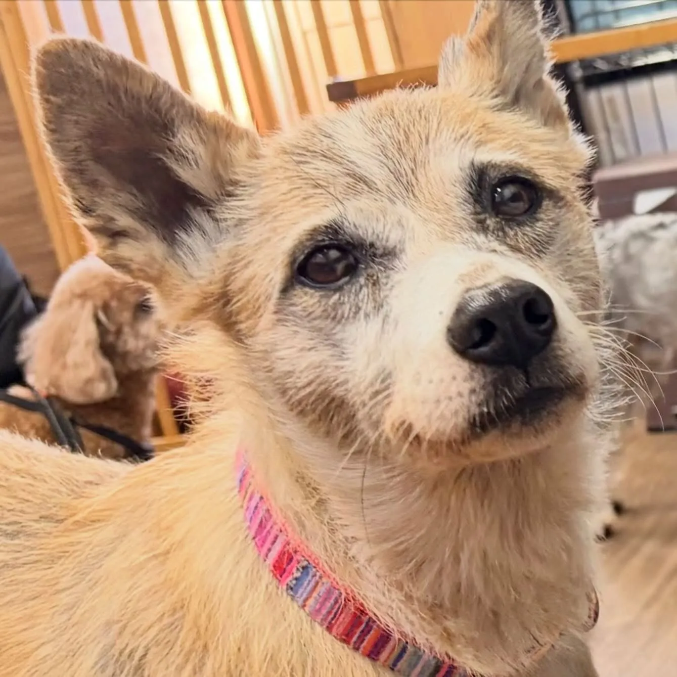 入会してくれたまりちゃんです💕