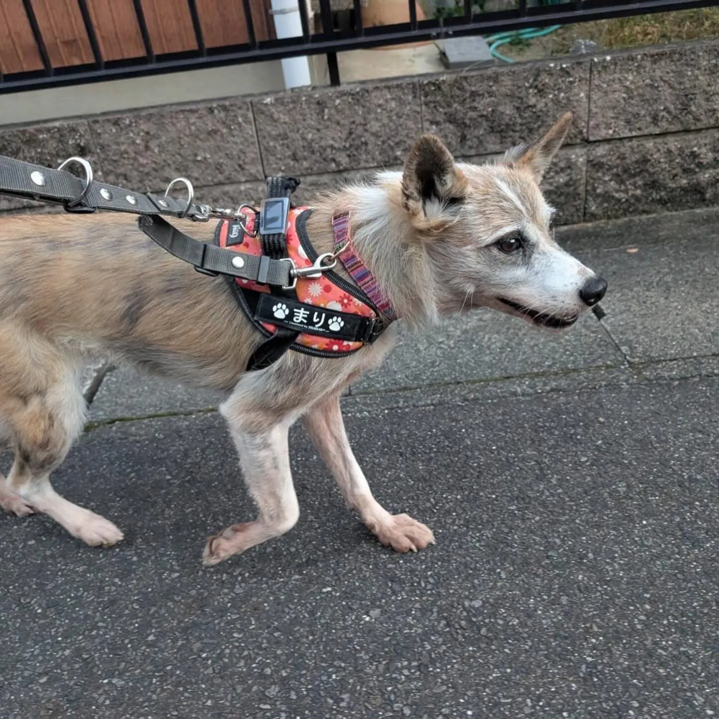 入会してくれたまりちゃんです💕