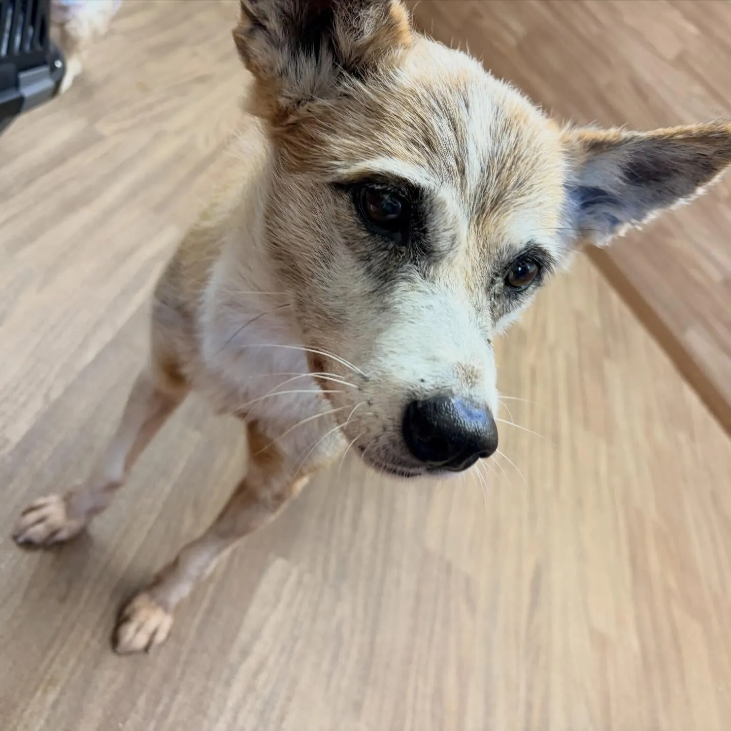 入会してくれたまりちゃんです💕