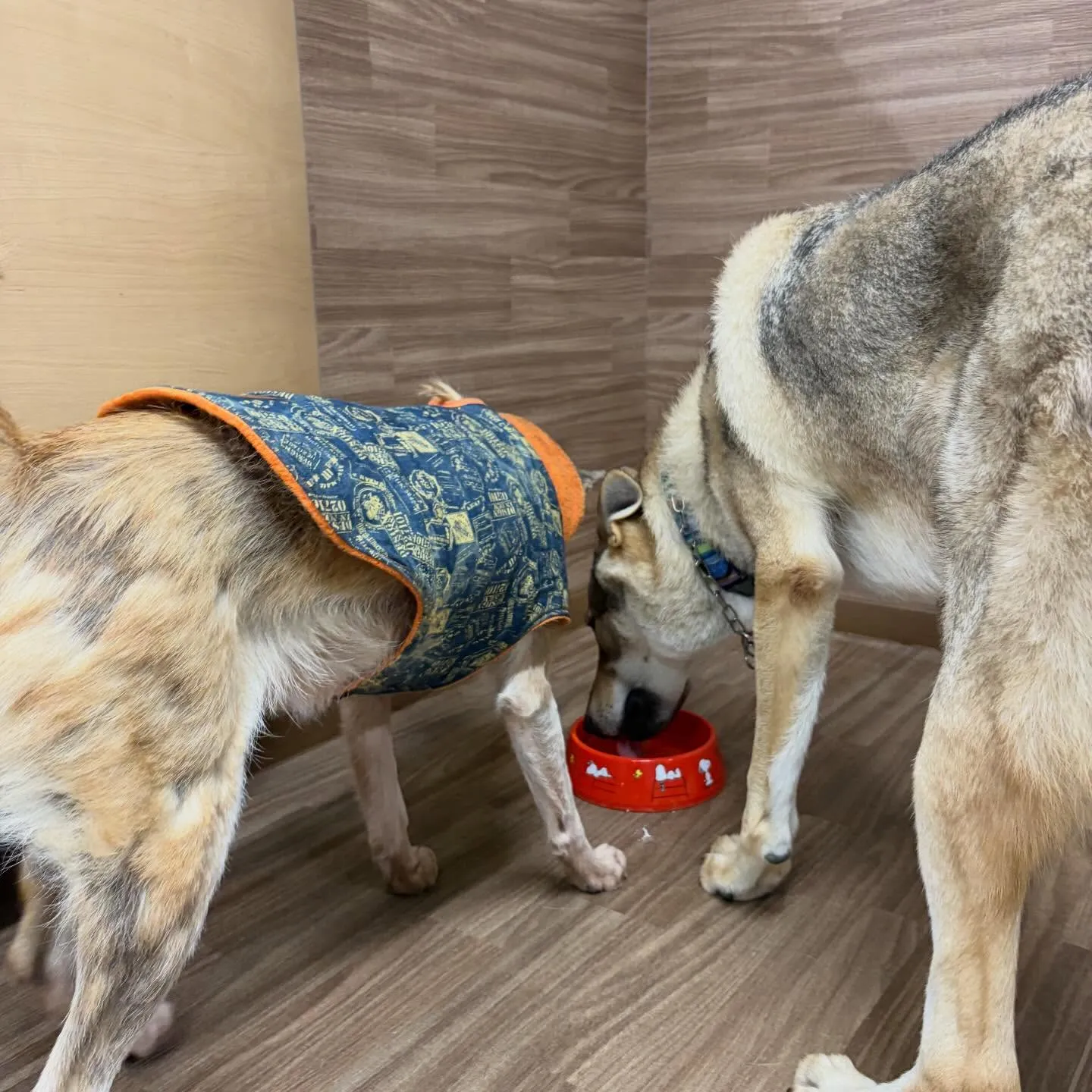 入会してくれたまりちゃんです💕