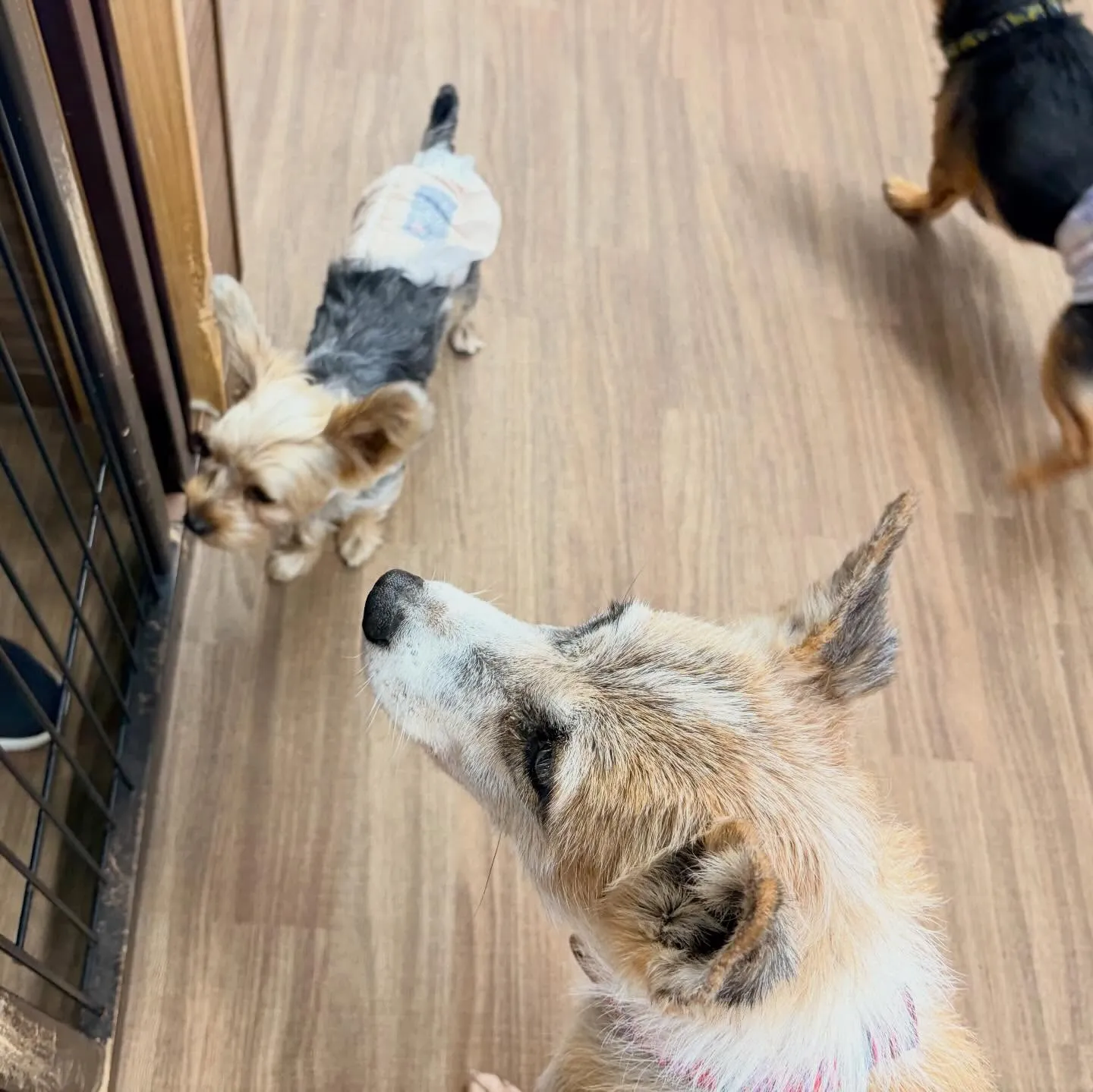 入会してくれたまりちゃんです💕