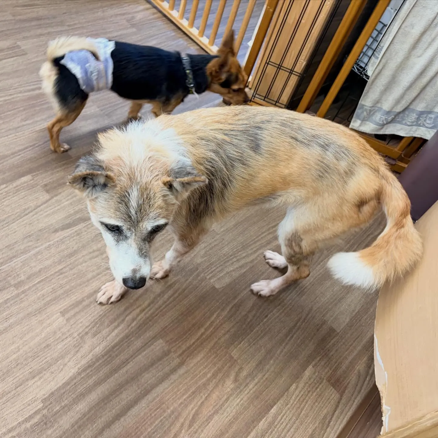 入会してくれたまりちゃんです💕