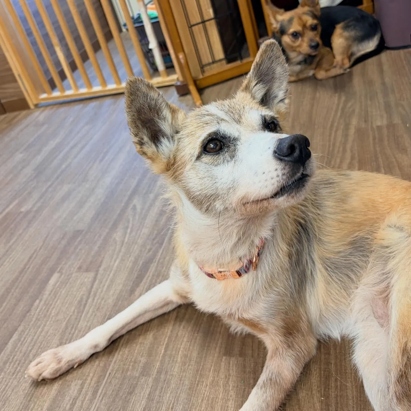 入会してくれたまりちゃんです💕