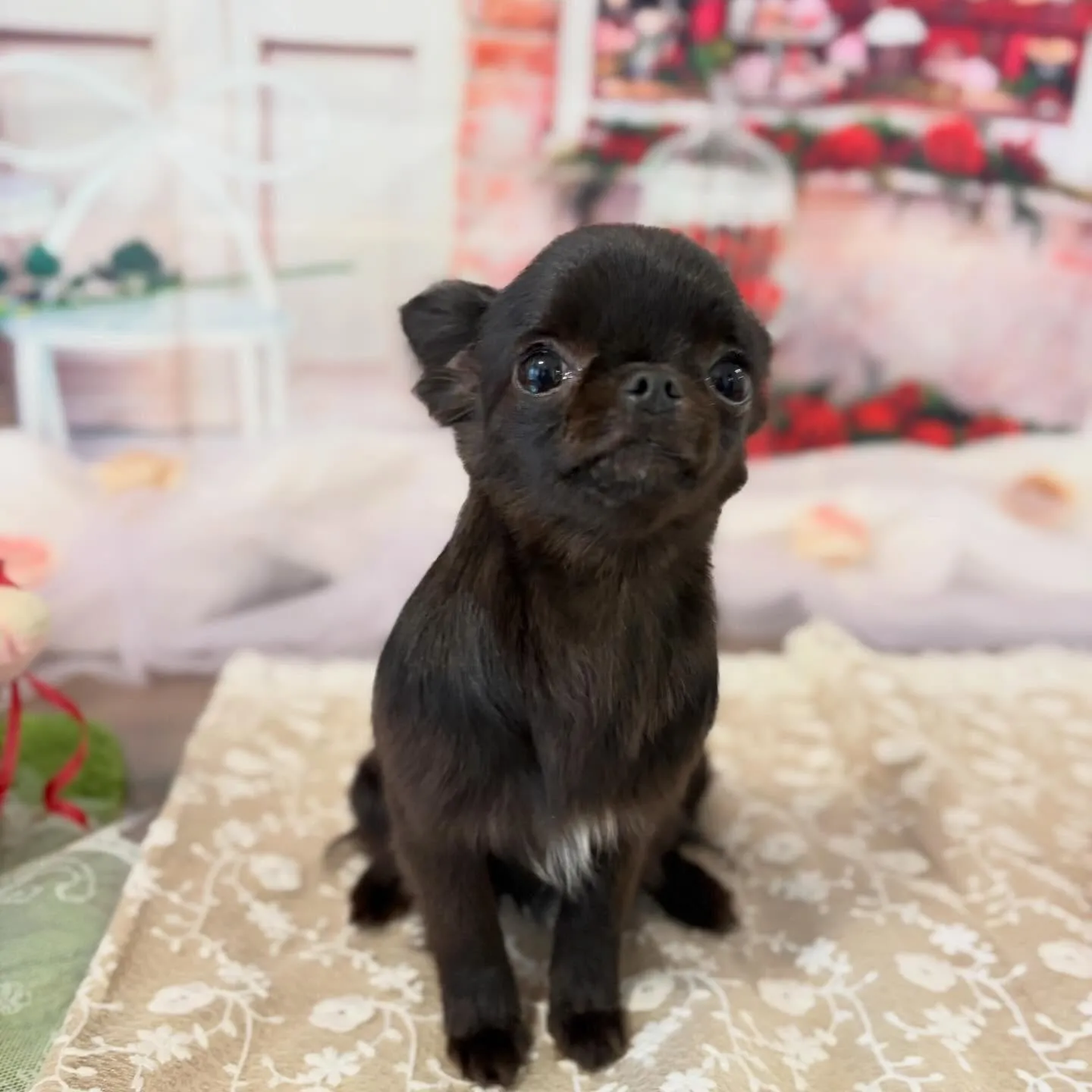 トリミングのセットメニューをご利用頂いたわんこさんです💕