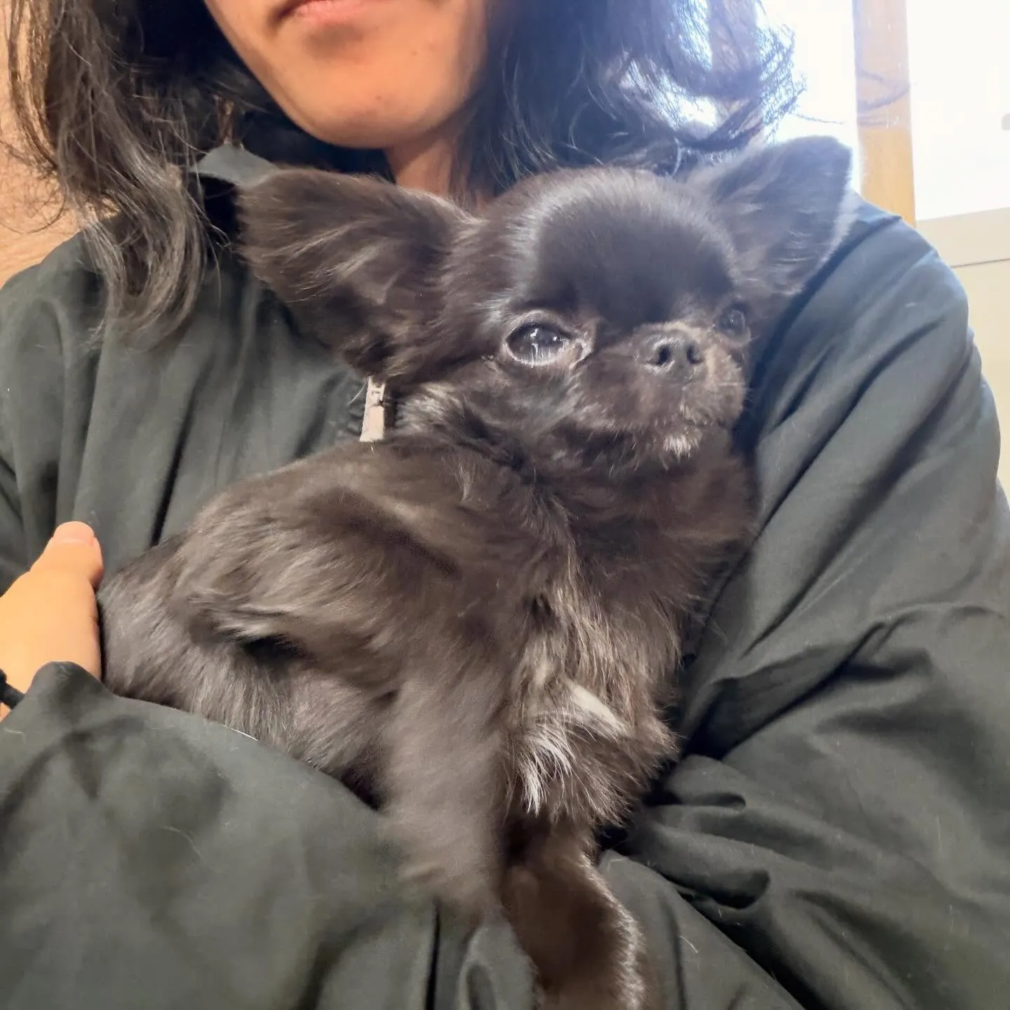 トリミングのセットメニューをご利用頂いたわんこさんです💕