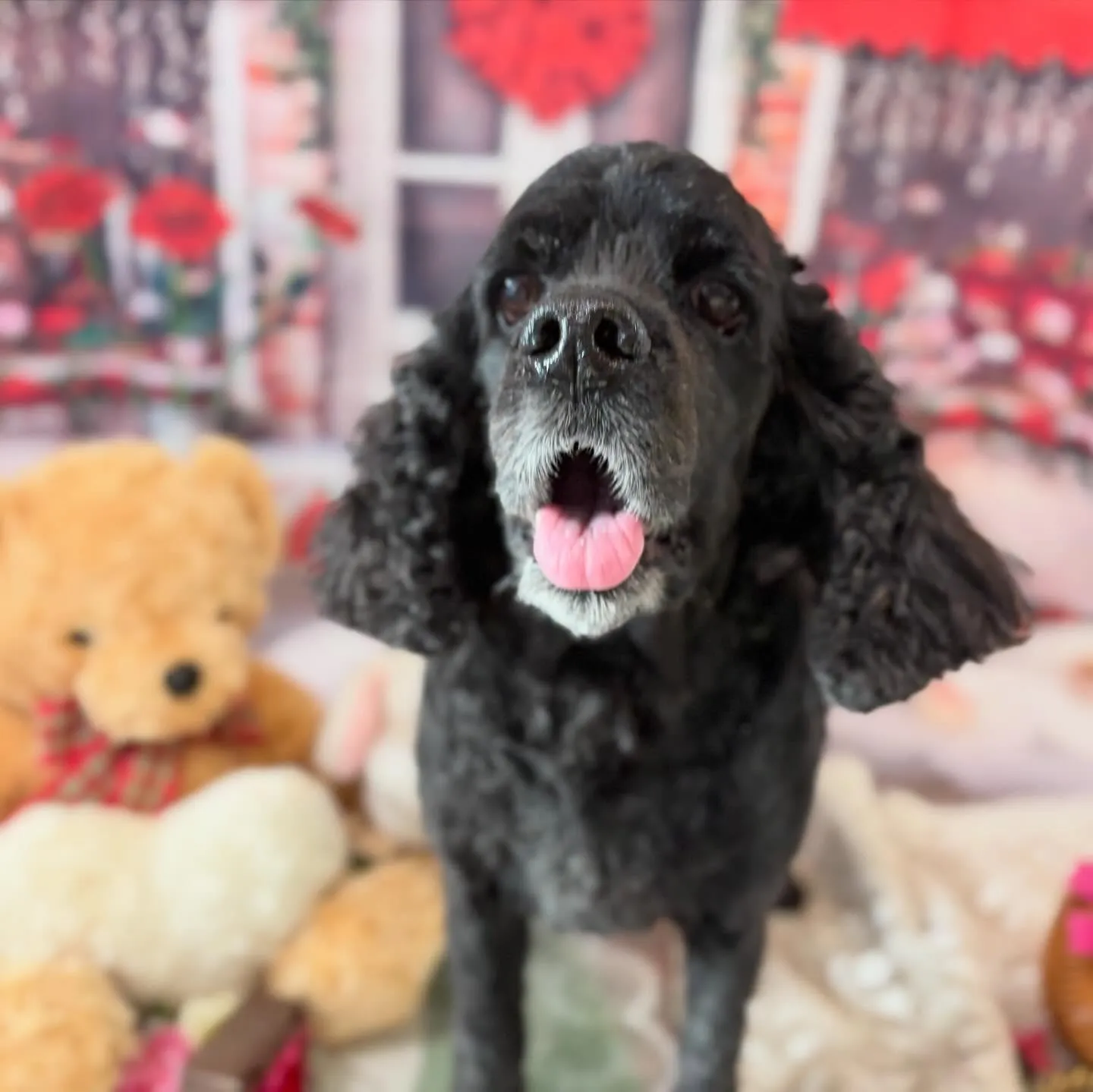 トリミングのセットメニューをご利用頂いたわんこさんです💕