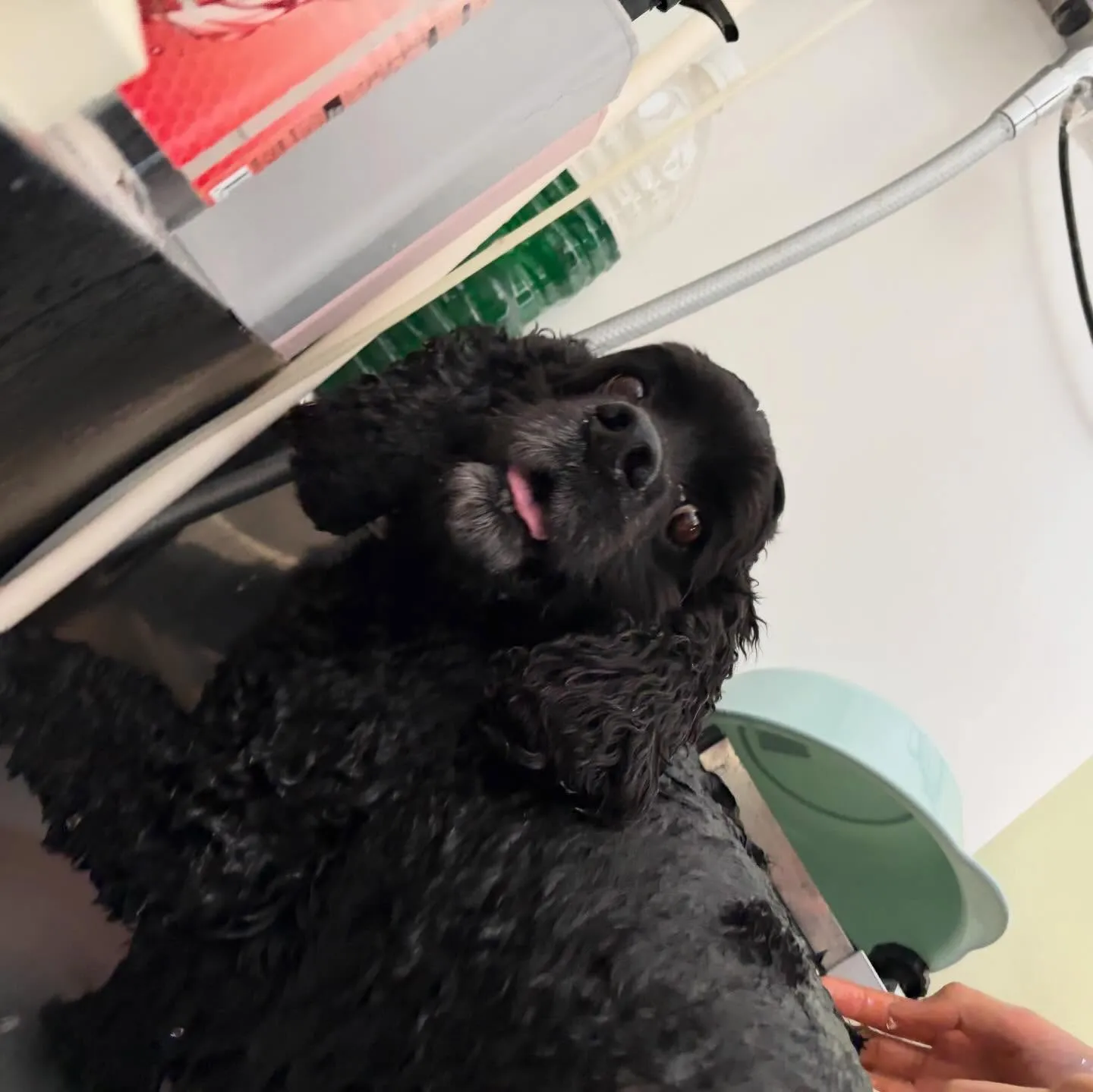 トリミングのセットメニューをご利用頂いたわんこさんです💕