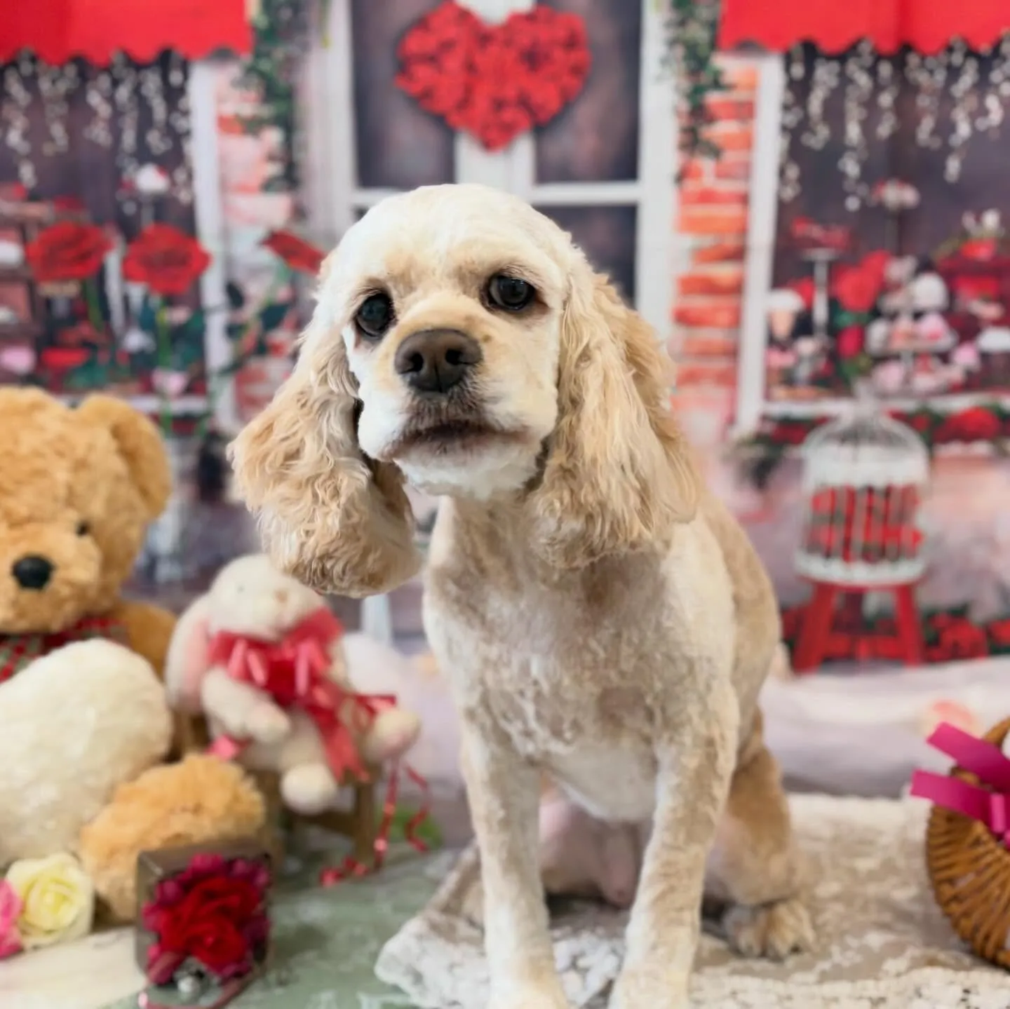 トリミングのセットメニューをご利用頂いたわんこさんです💕