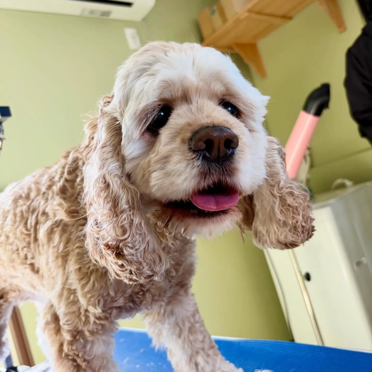 トリミングのセットメニューをご利用頂いたわんこさんです💕