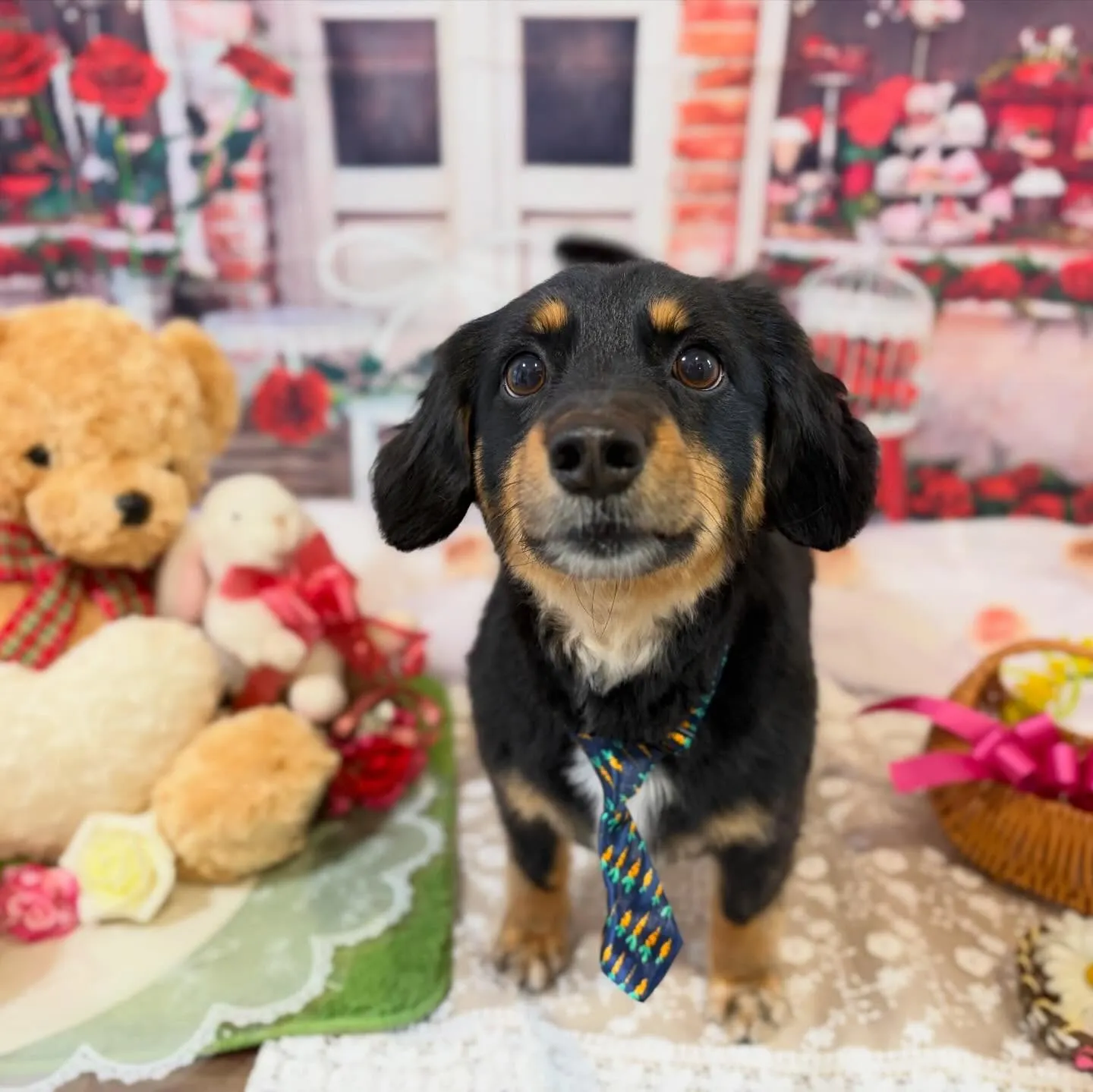 トリミングのセットメニューをご利用頂いたわんこさんです💕