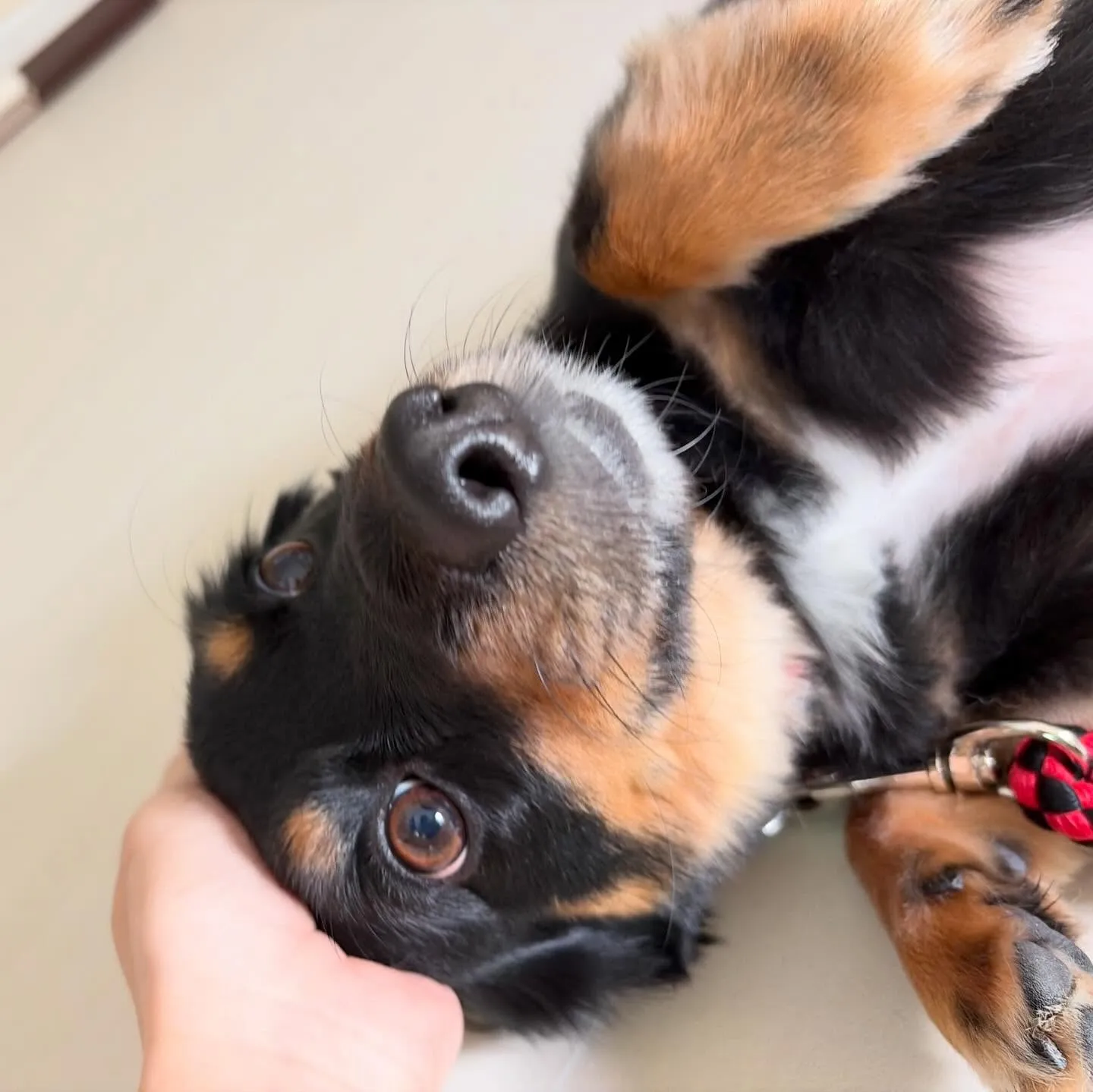 トリミングのセットメニューをご利用頂いたわんこさんです💕