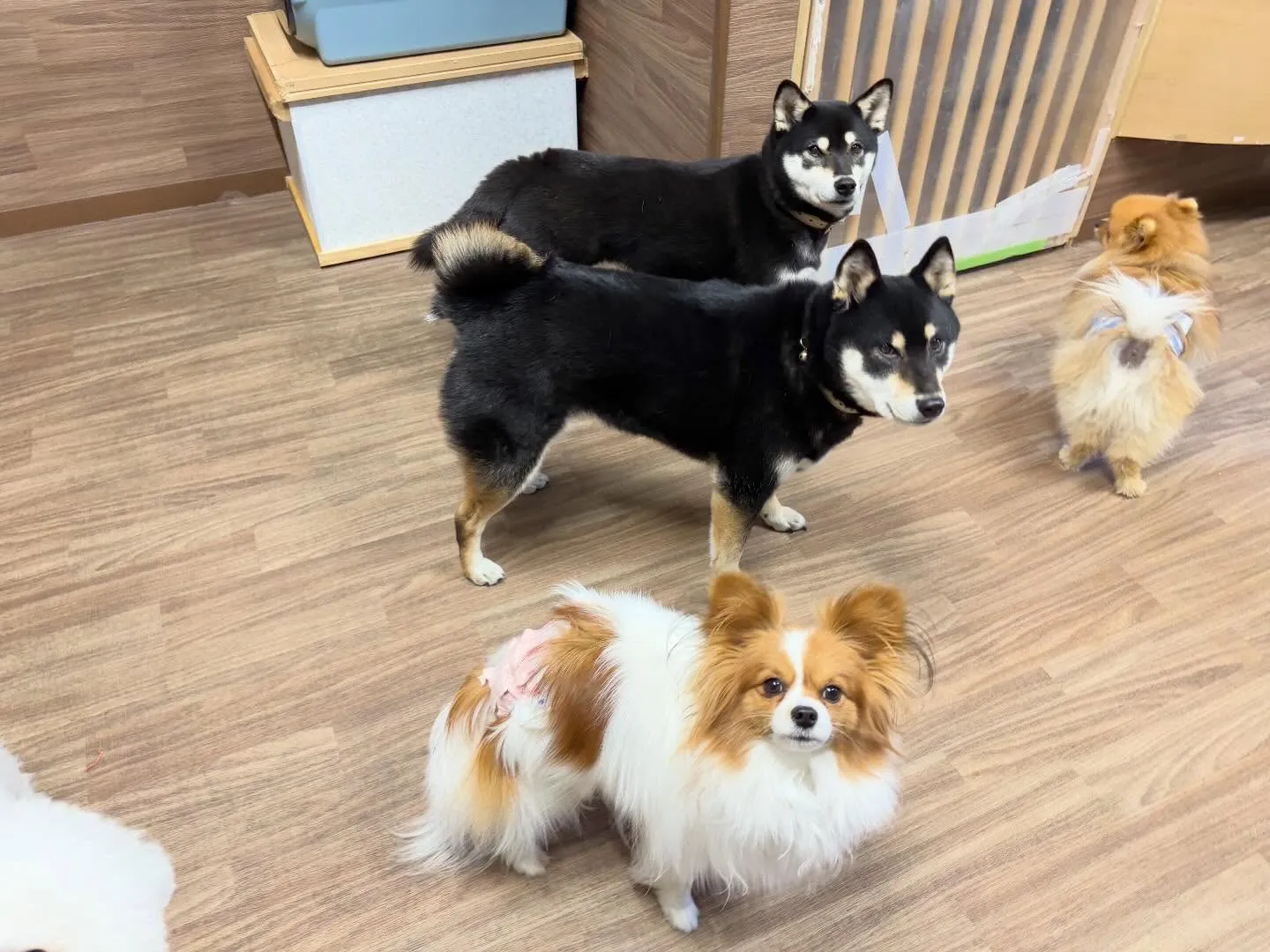 ✨3月のおすすめ商品✨