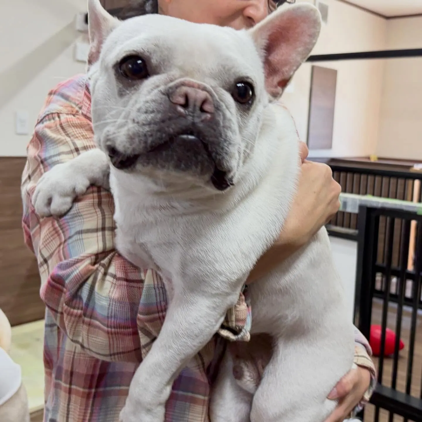 先月アップできなかったお手入れわんこたちです🌟