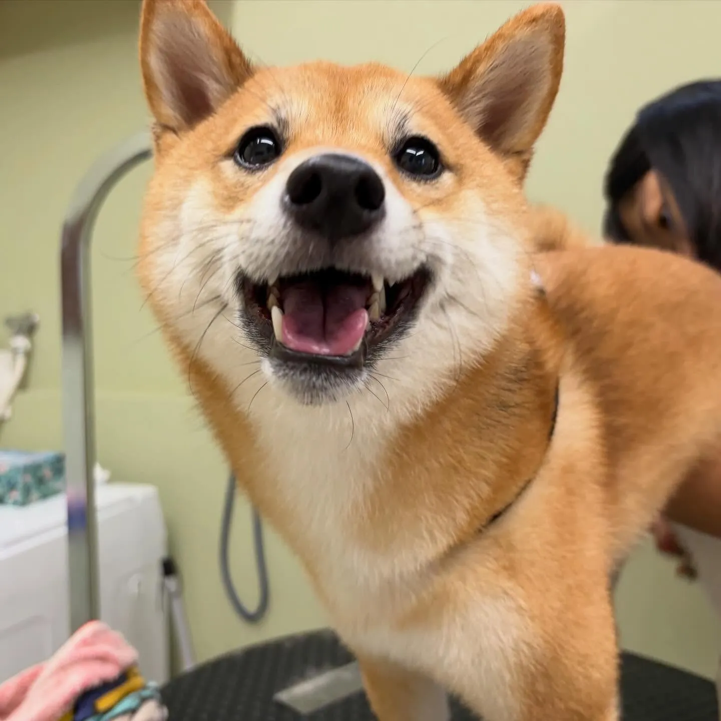 先月アップできなかったお手入れわんこたちです🌟