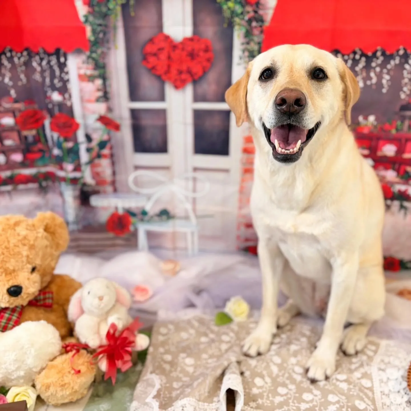 先月アップできなかったお手入れわんこたちです🌟