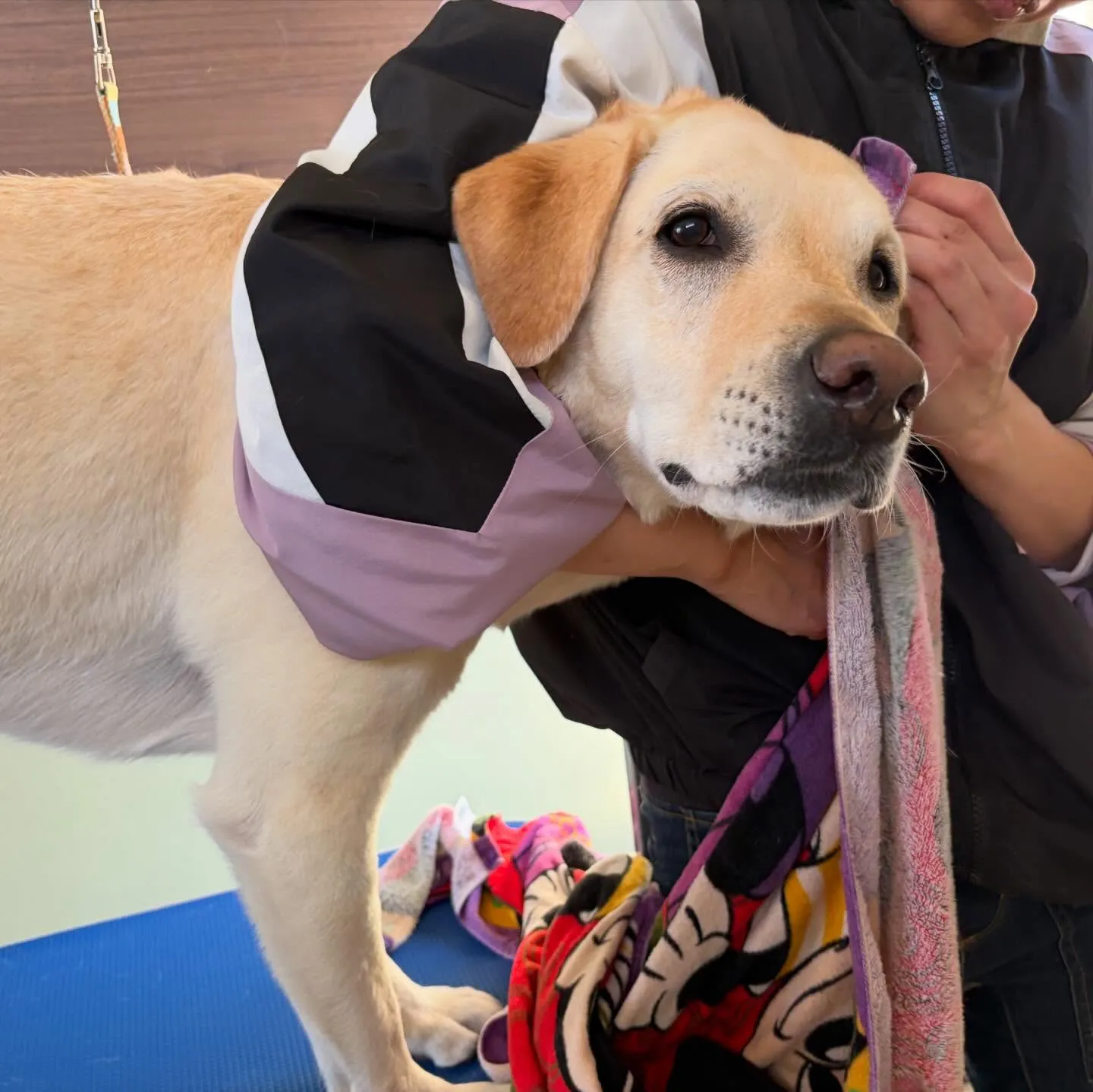 先月アップできなかったお手入れわんこたちです🌟