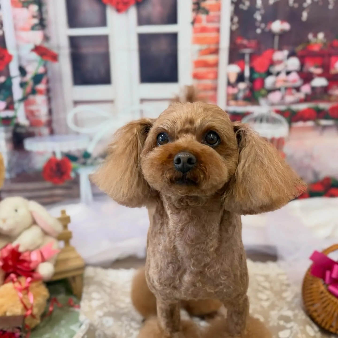 先月アップできなかったお手入れわんこたちです🌟