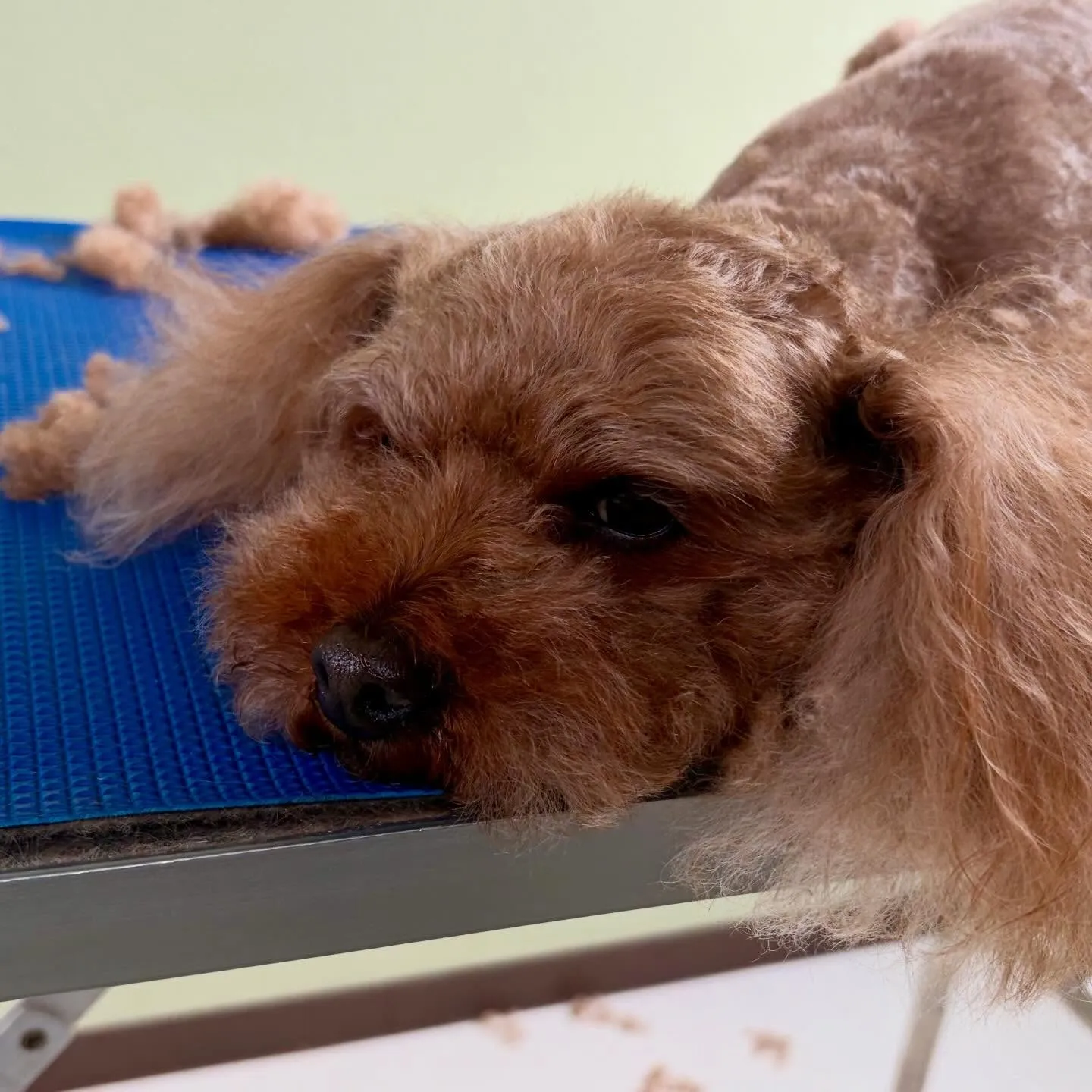 先月アップできなかったお手入れわんこたちです🌟