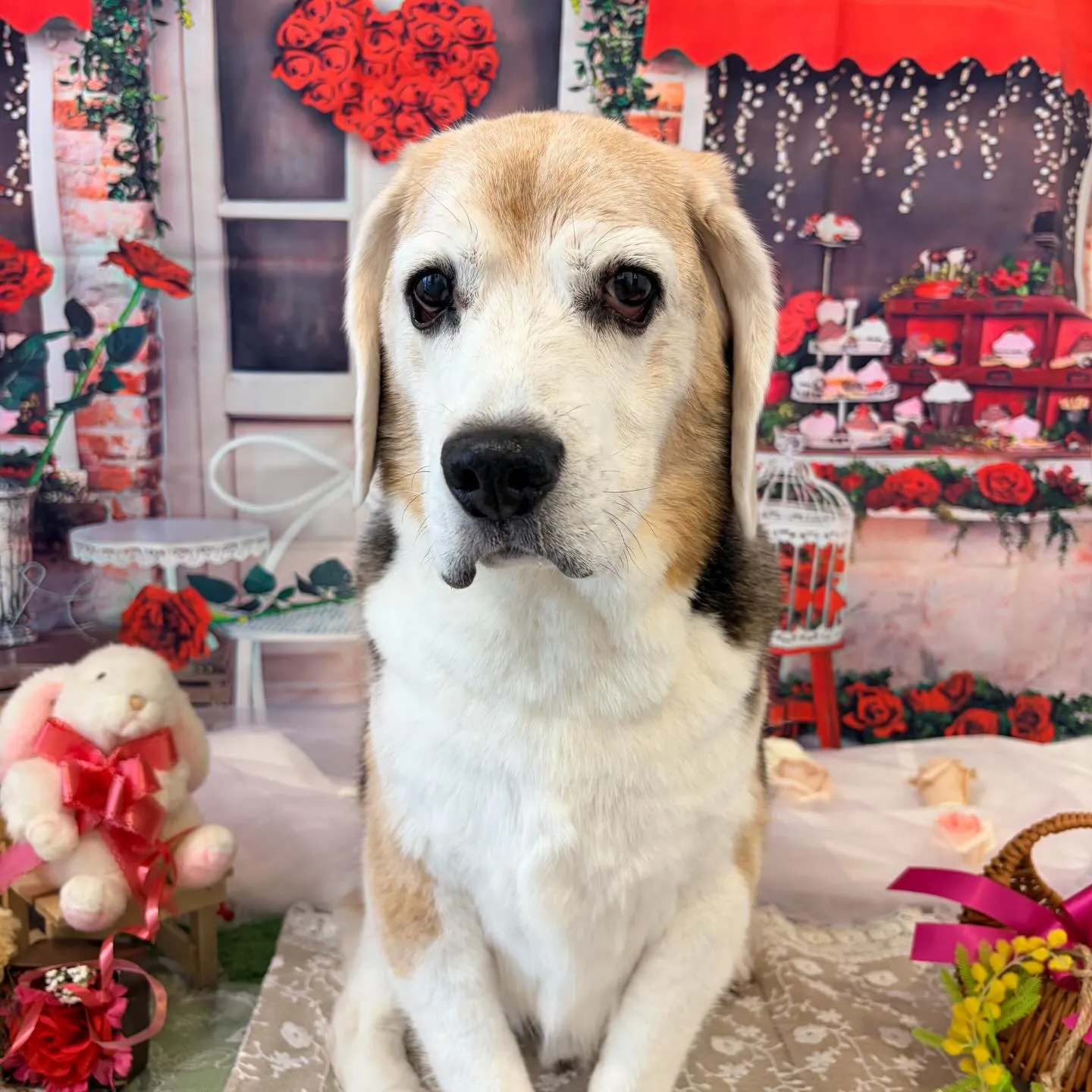 先月アップできなかったお手入れわんこたちです🌟