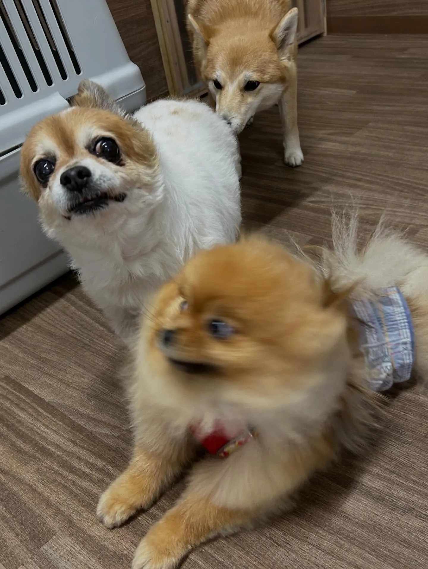 投稿遅くなりましたが