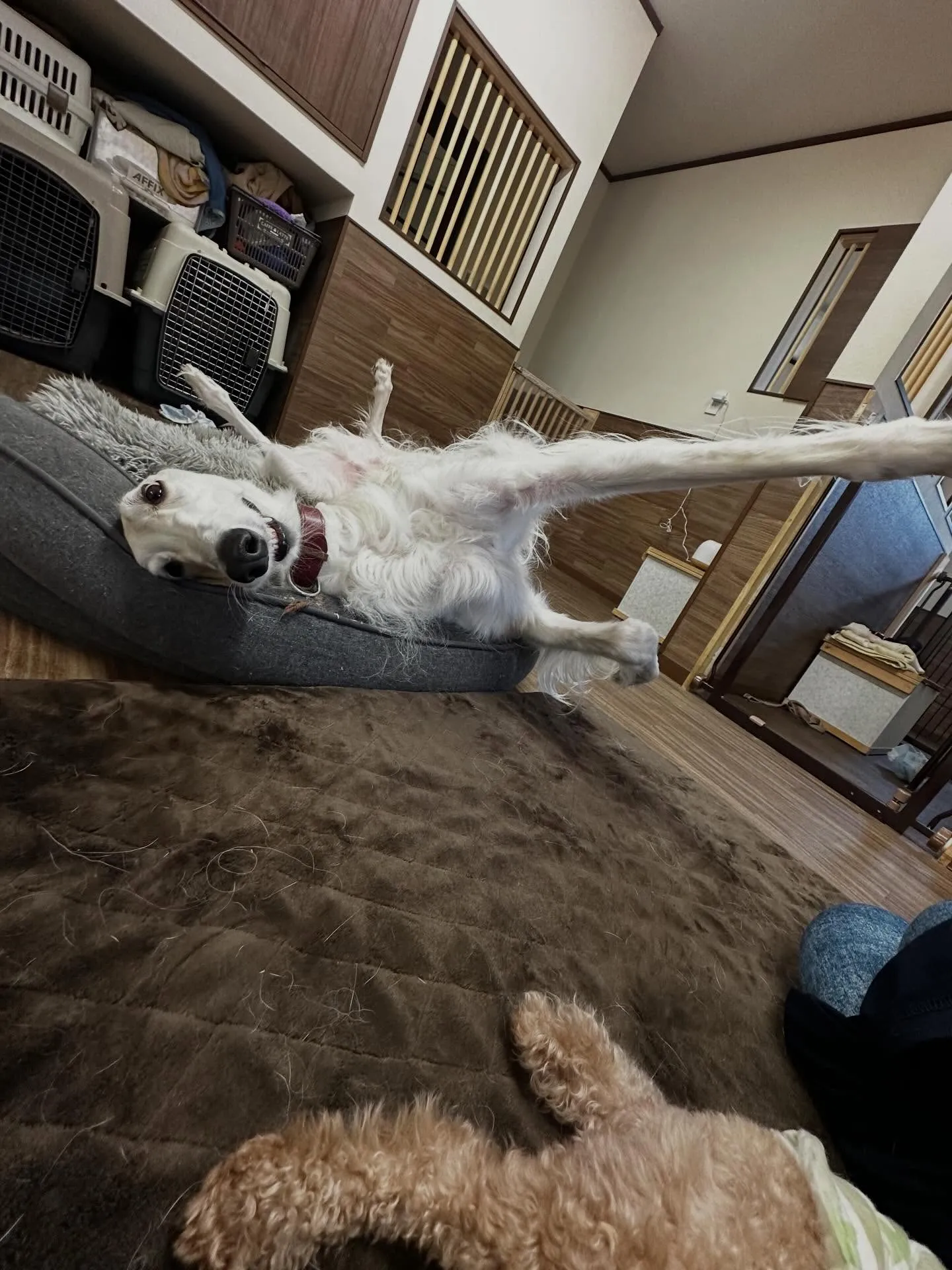 投稿遅くなりましたが