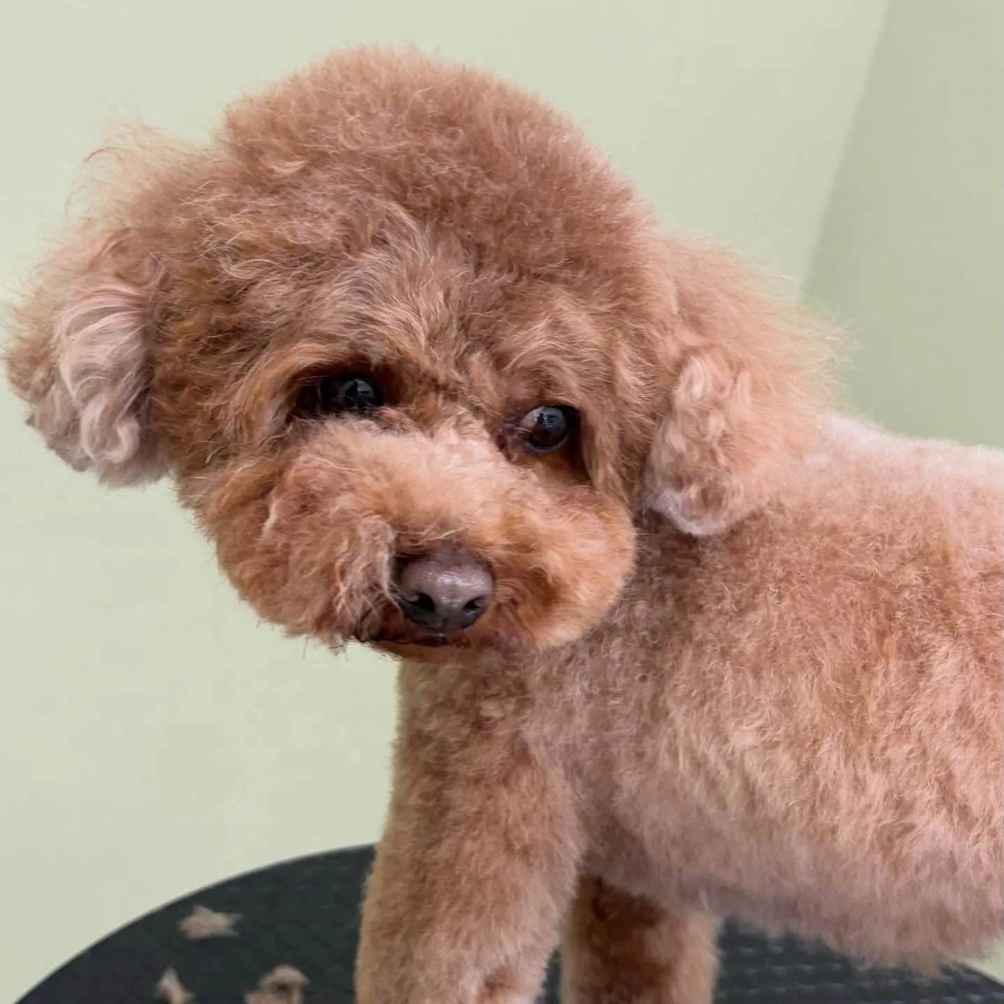 先月アップしきれなかったわんこたちです🐾