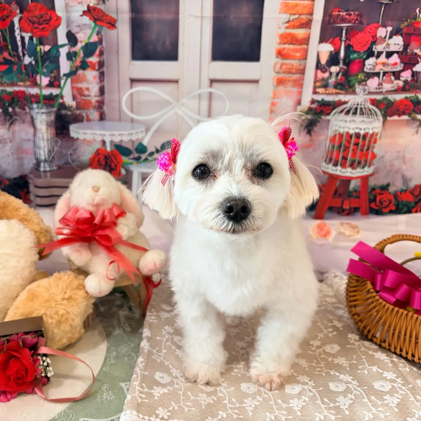 先月アップしきれなかったわんこたちです🐾