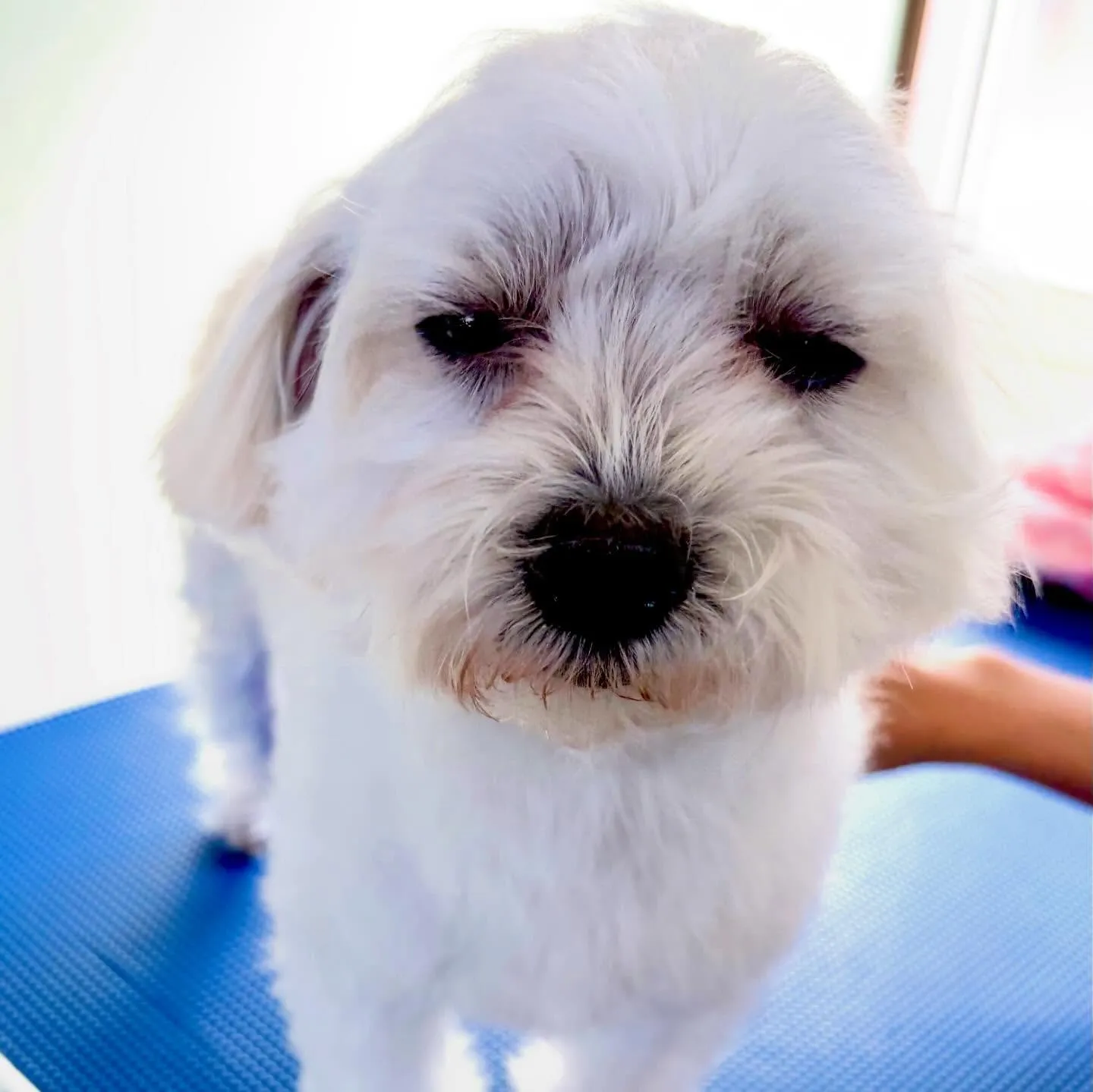 先月アップしきれなかったわんこたちです🐾